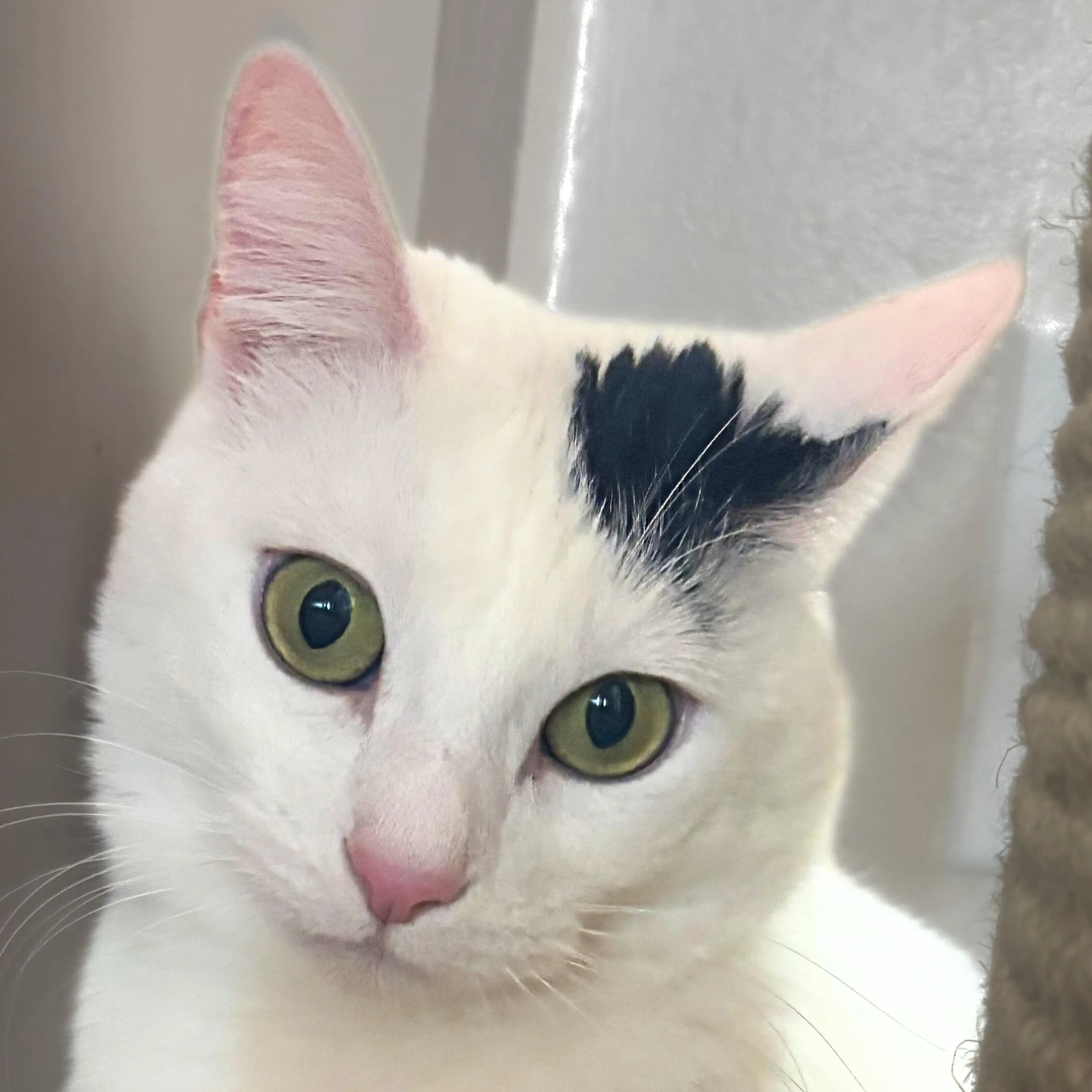 Found pet-2