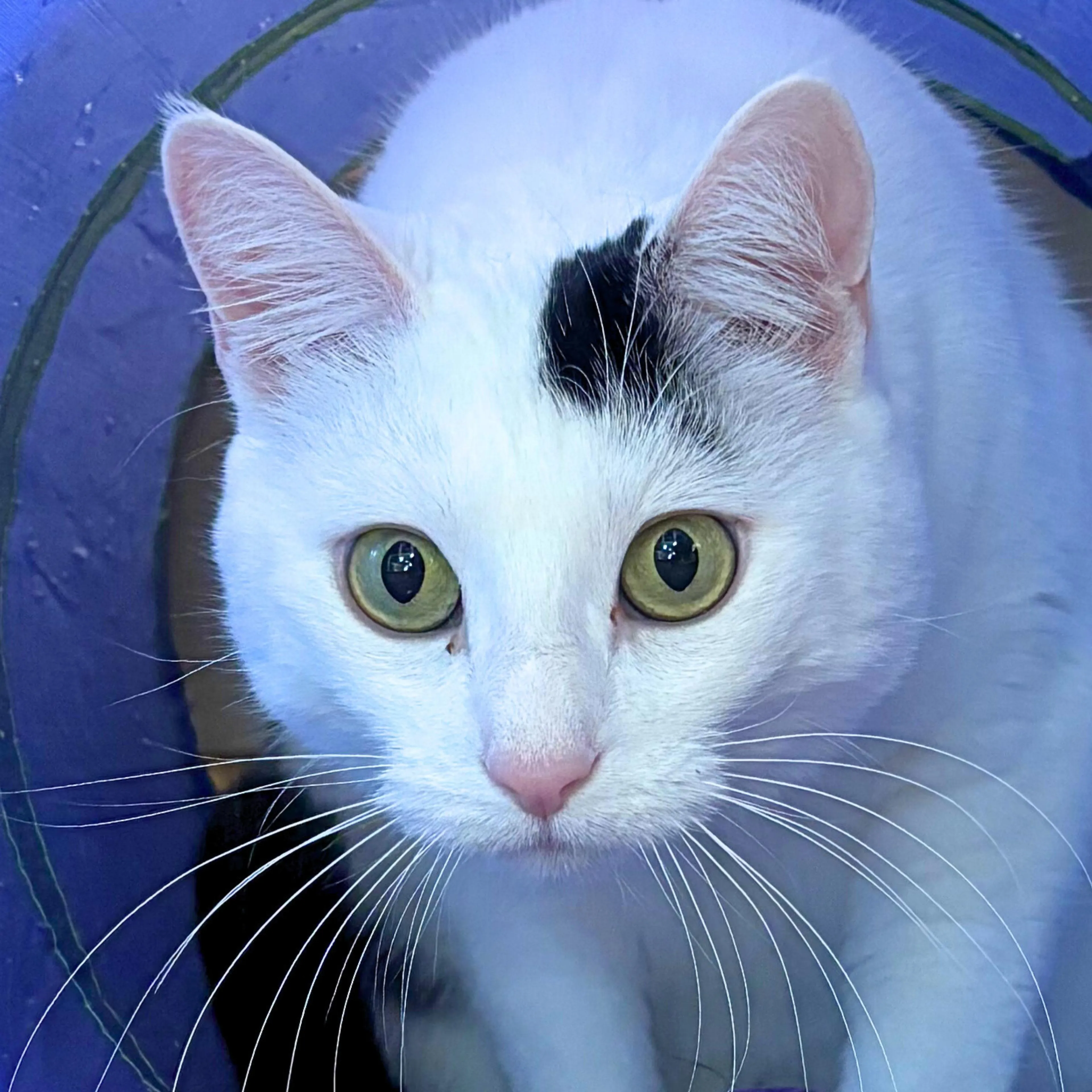 Found pet-4