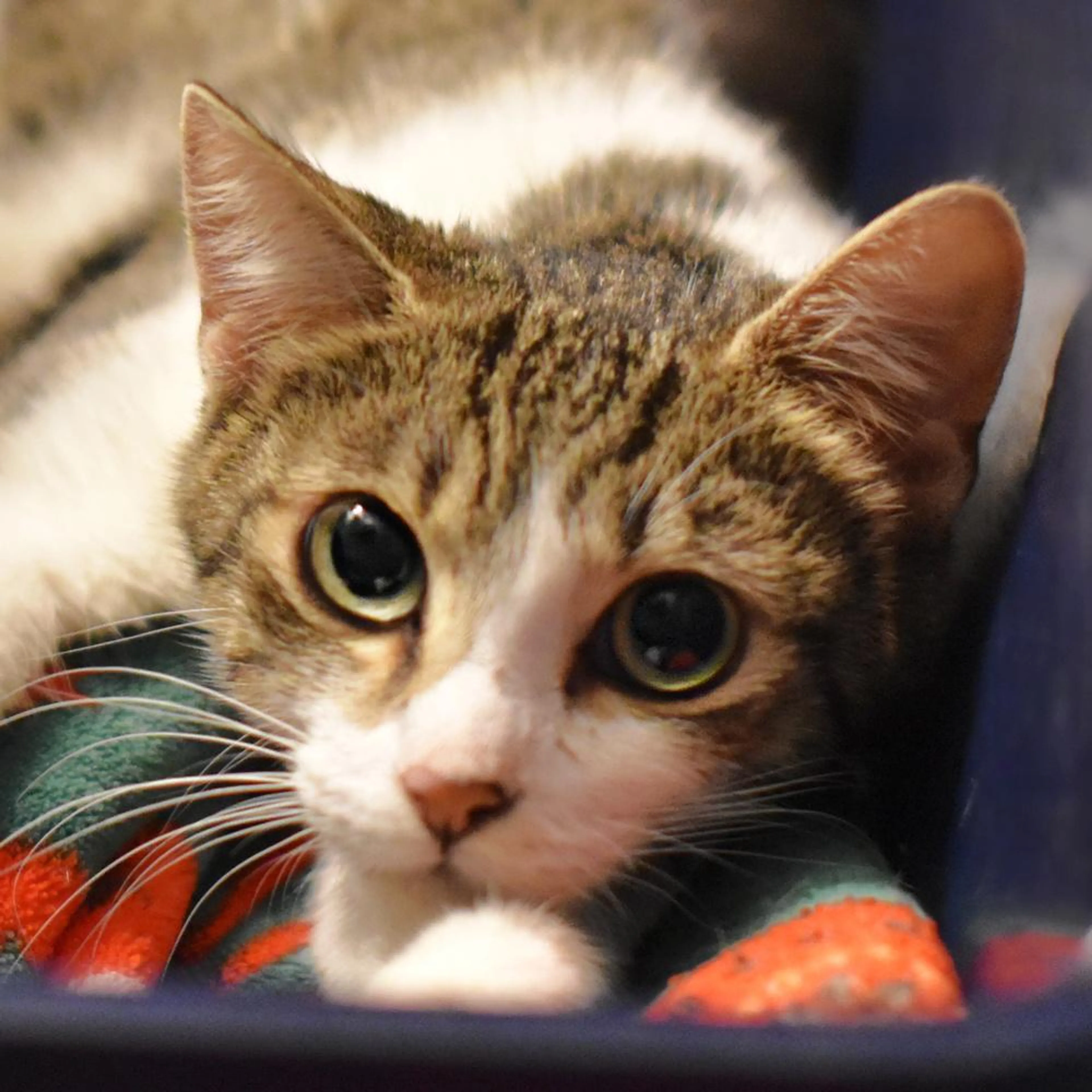 Found pet-2