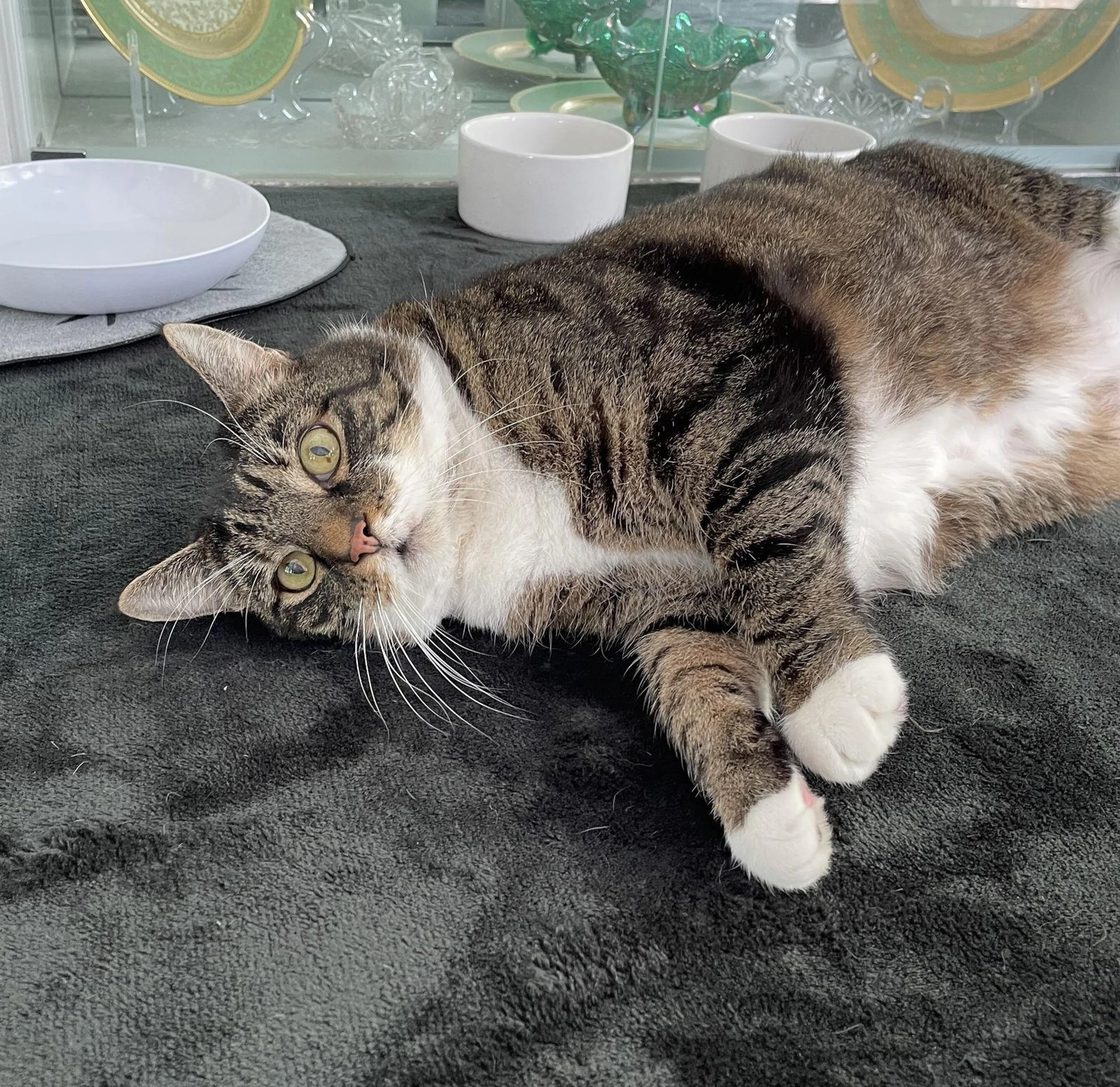 Found pet-1