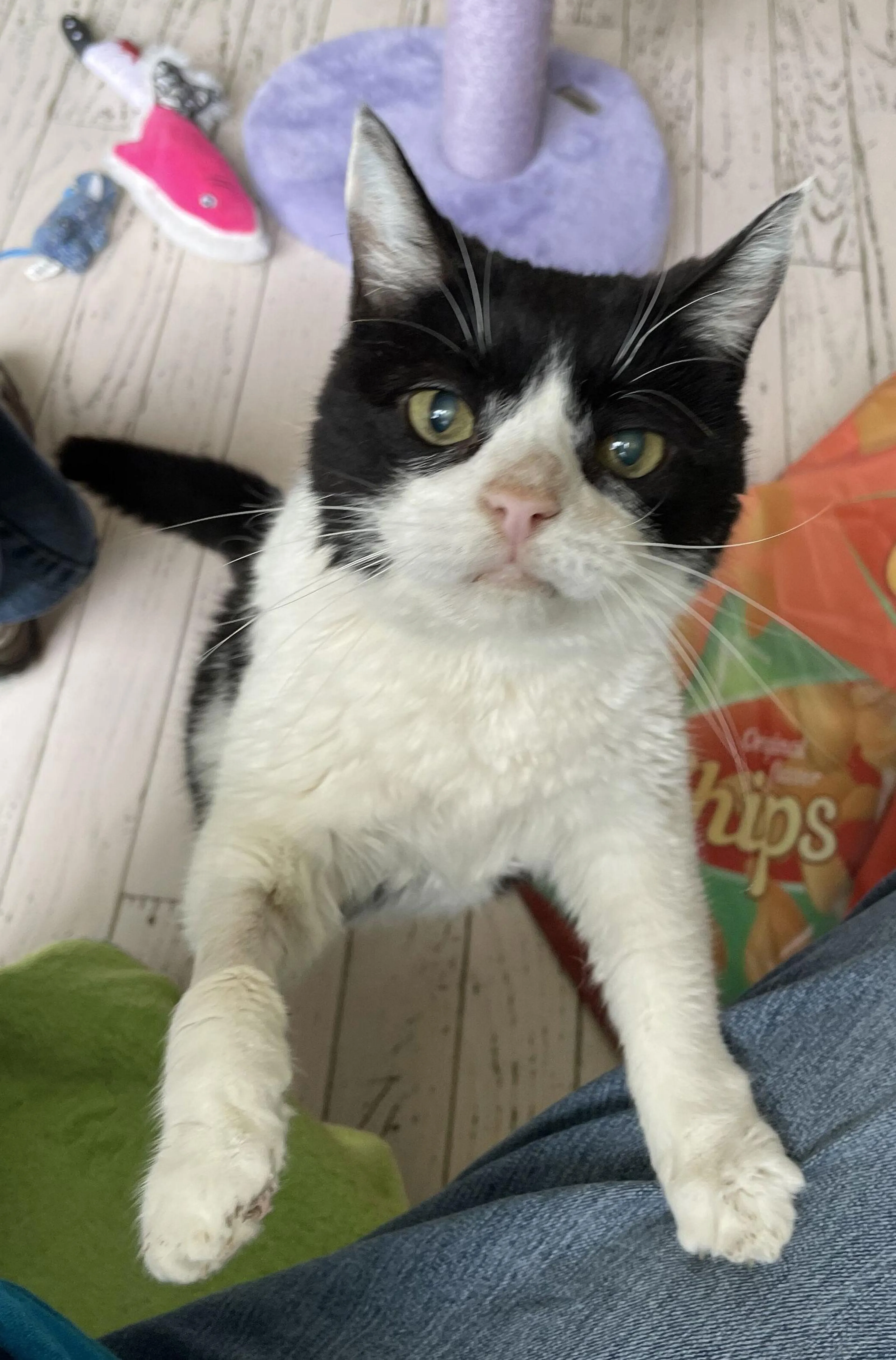 Found pet-1