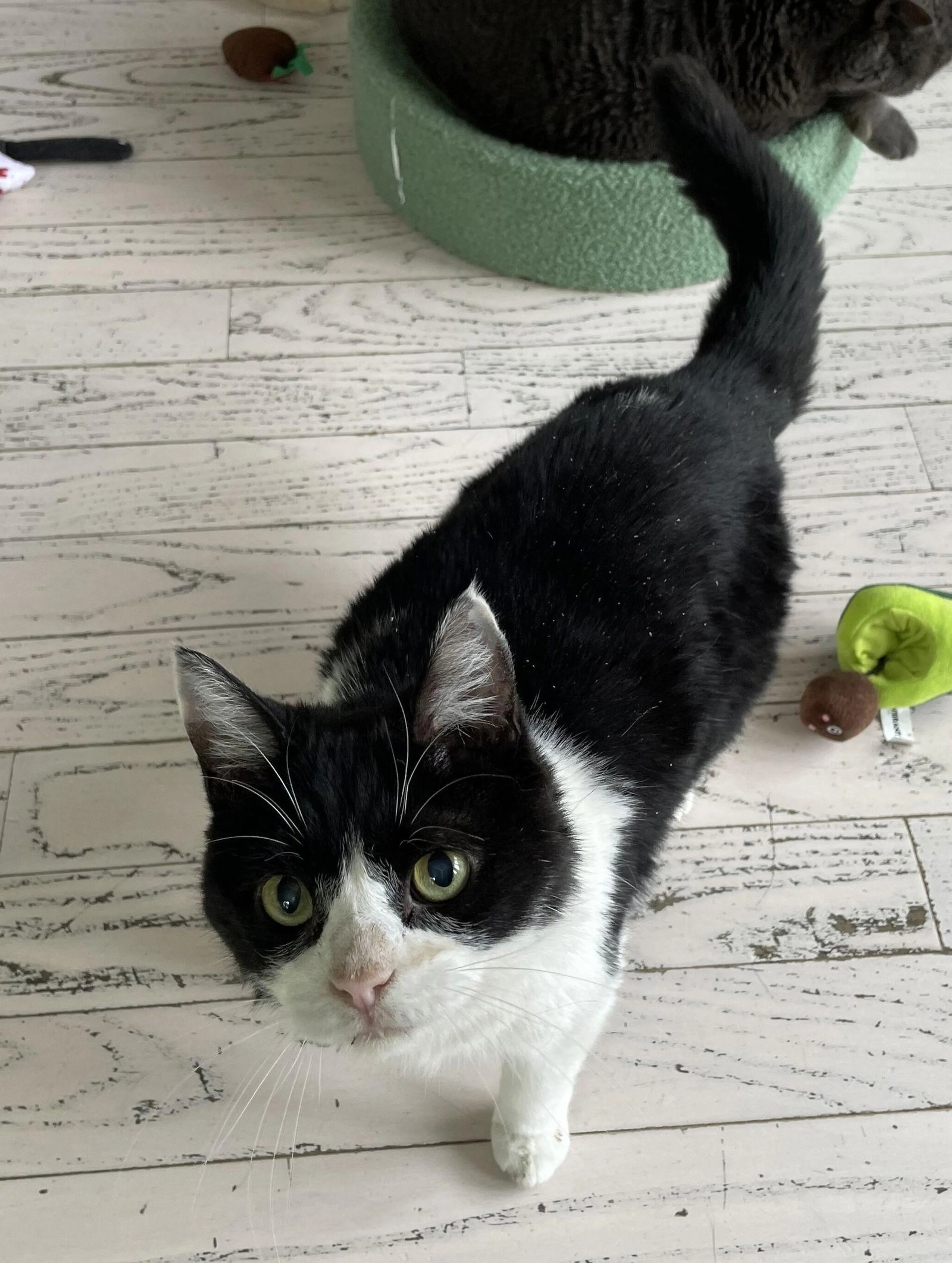 Found pet-2