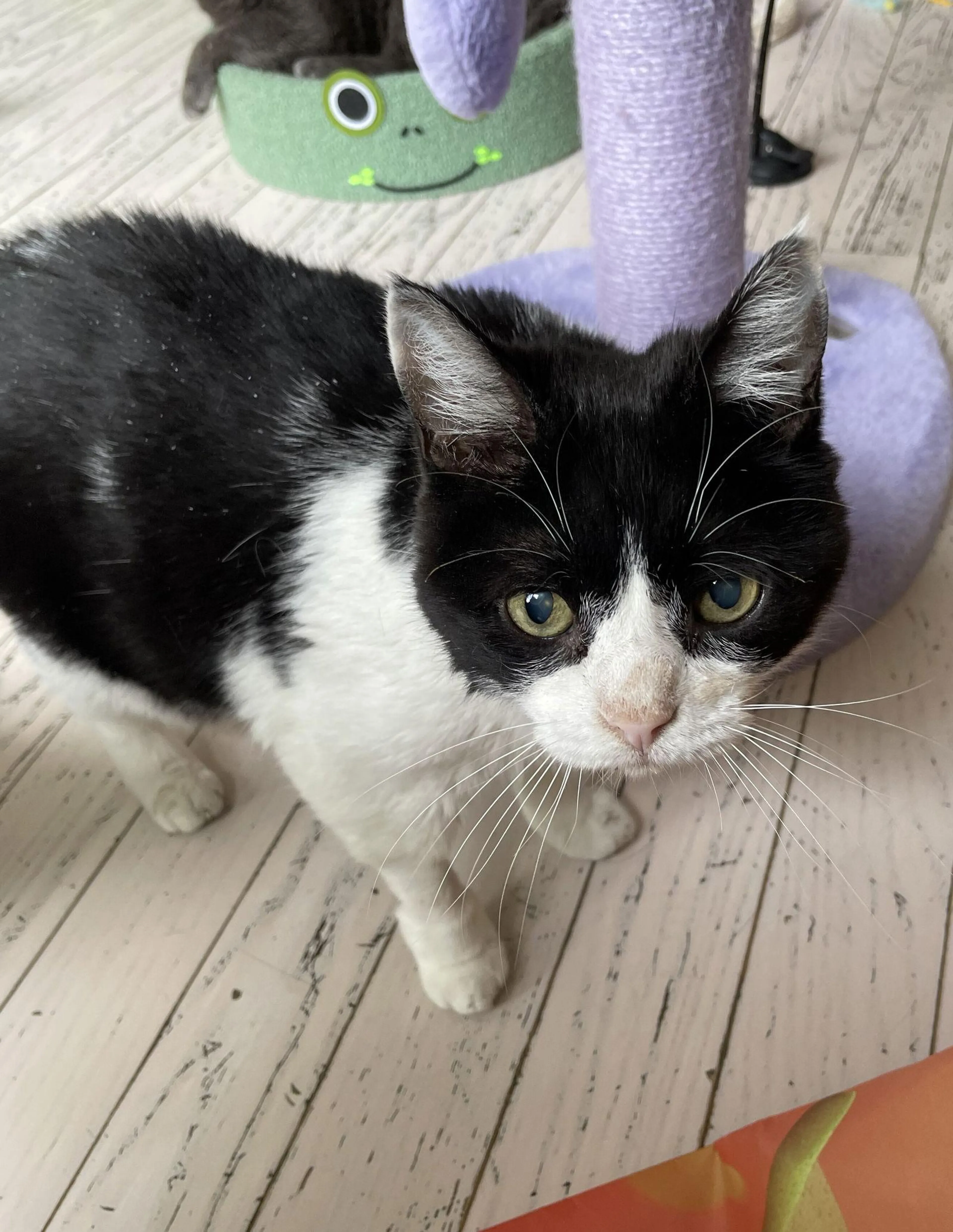 Found pet-0