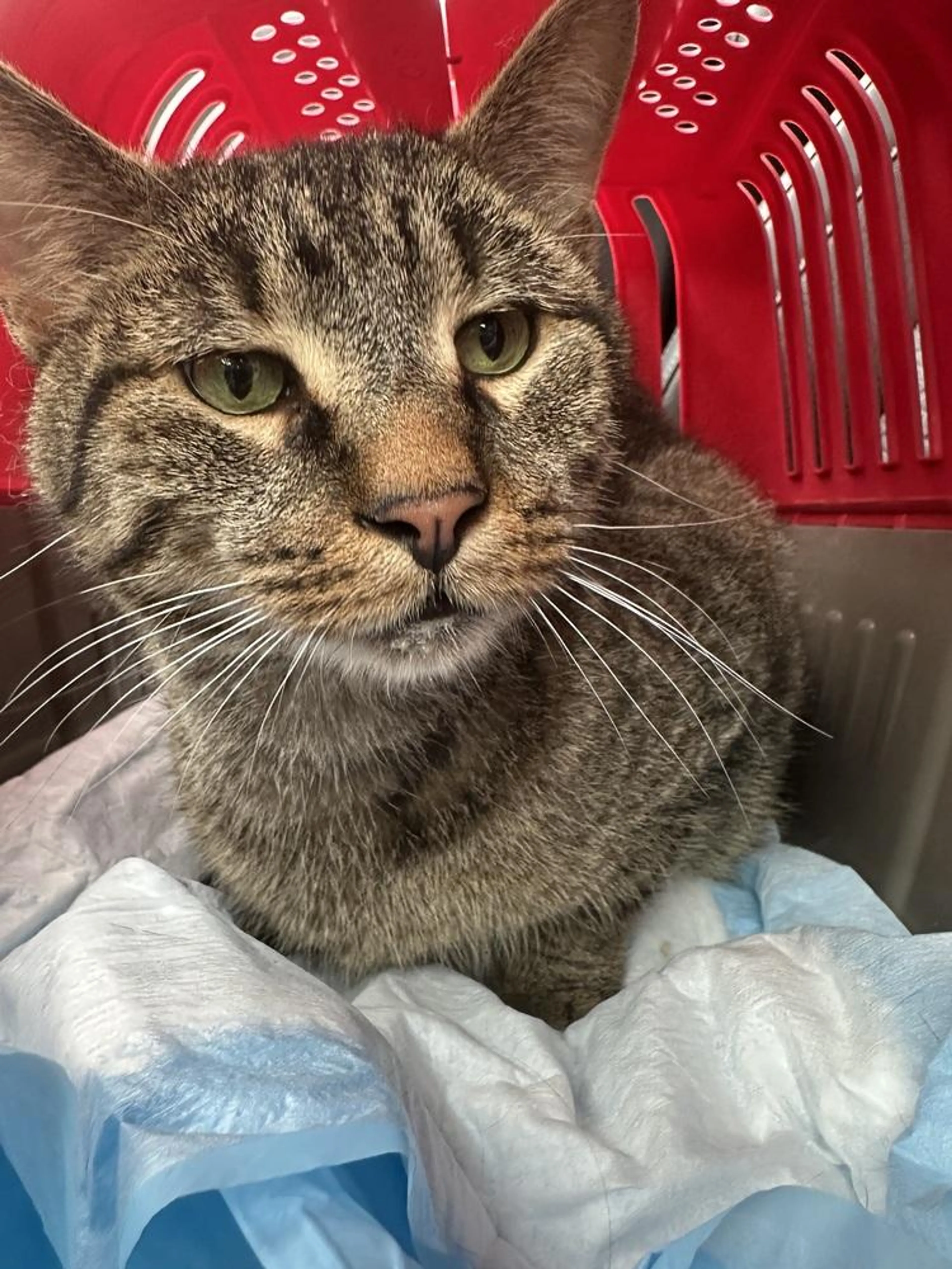 Found pet-1