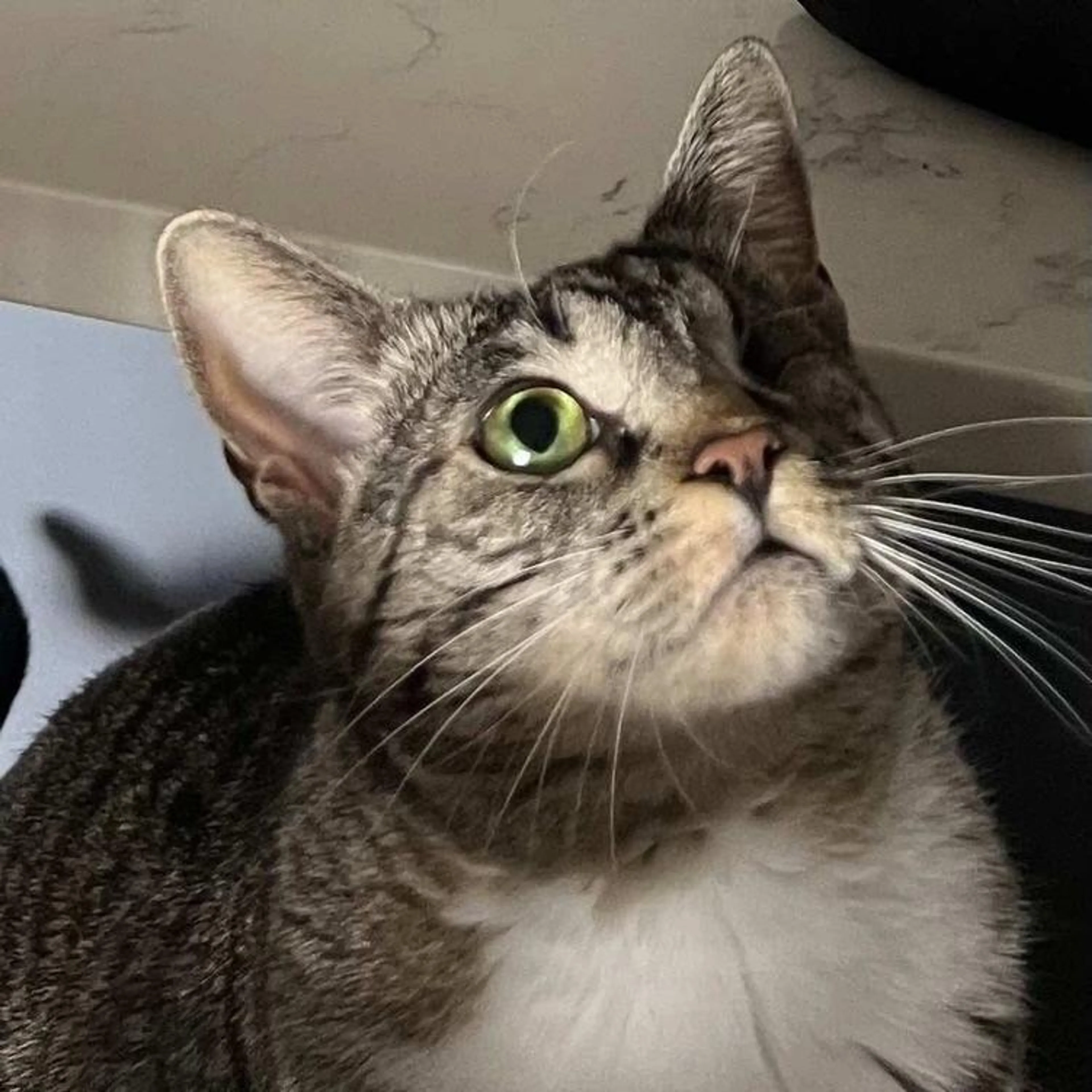Found pet-4