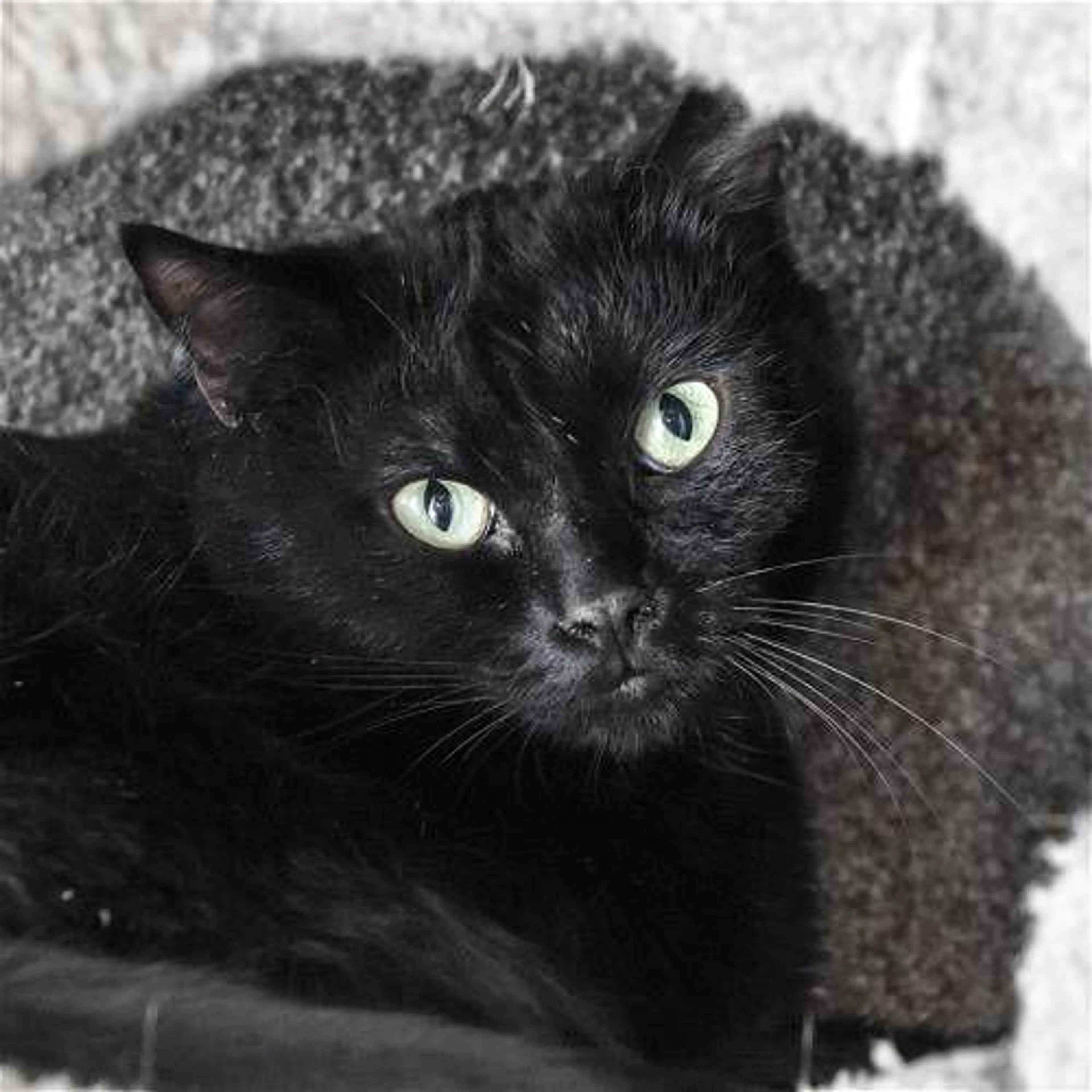 Found pet-1
