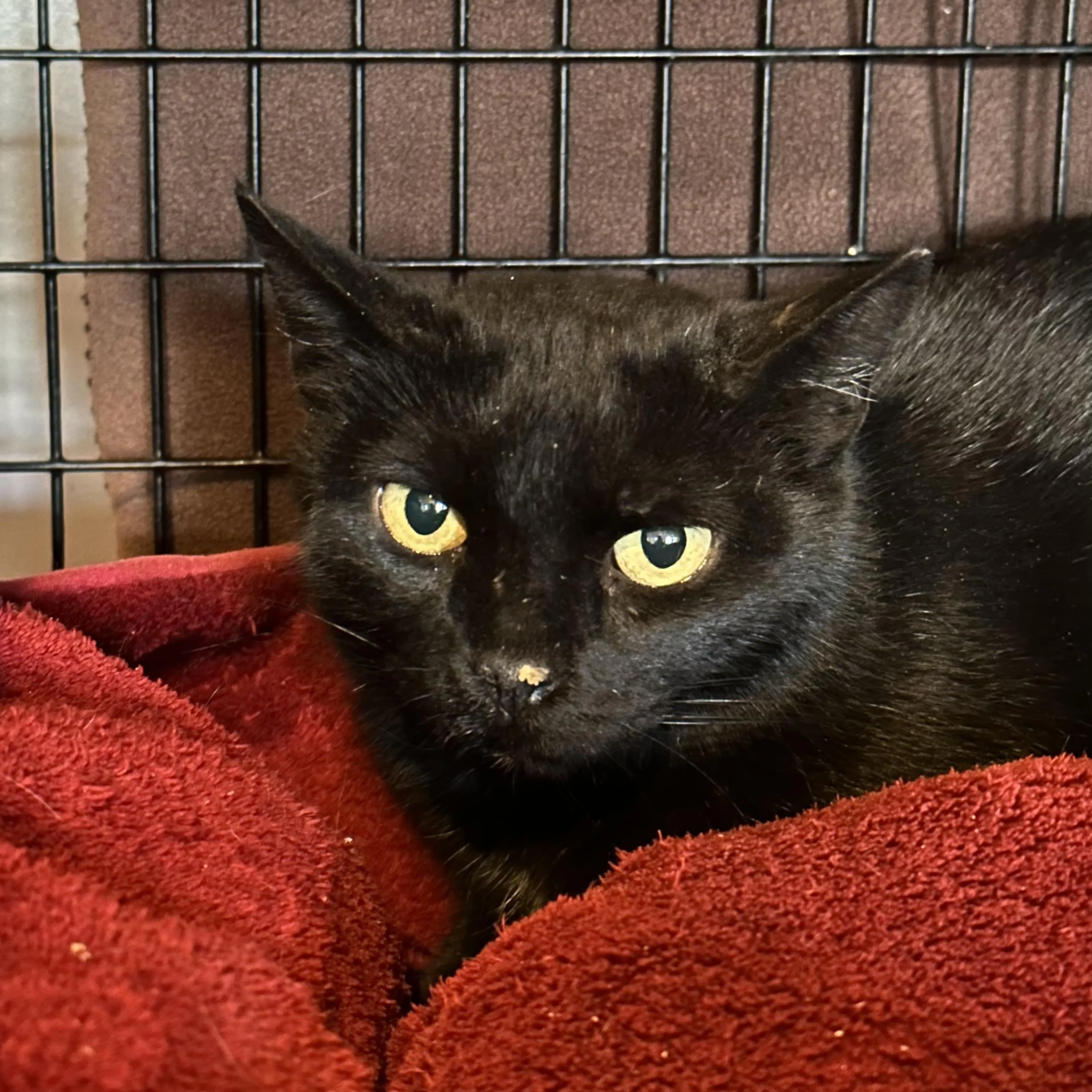 Found pet-3