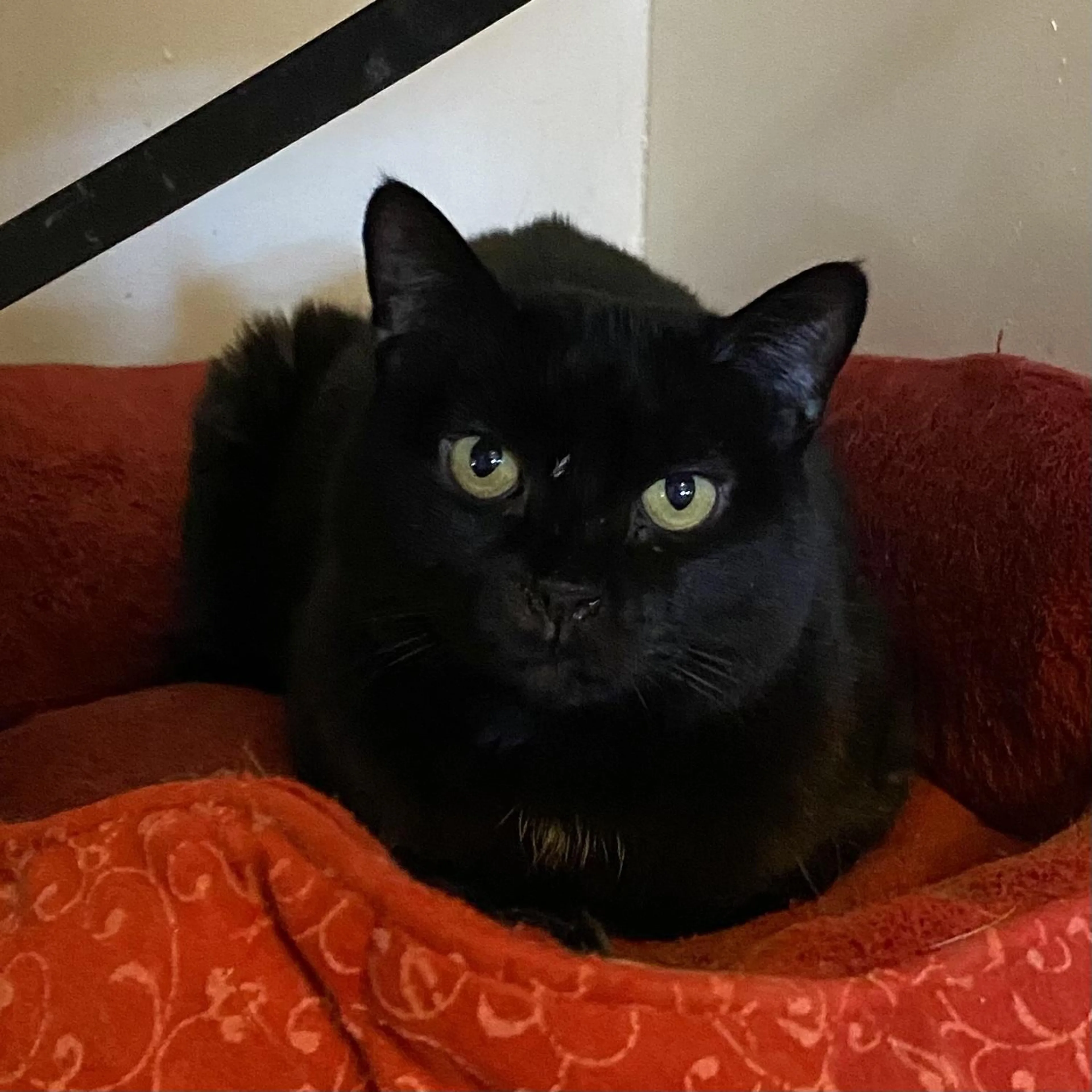 Found pet-1