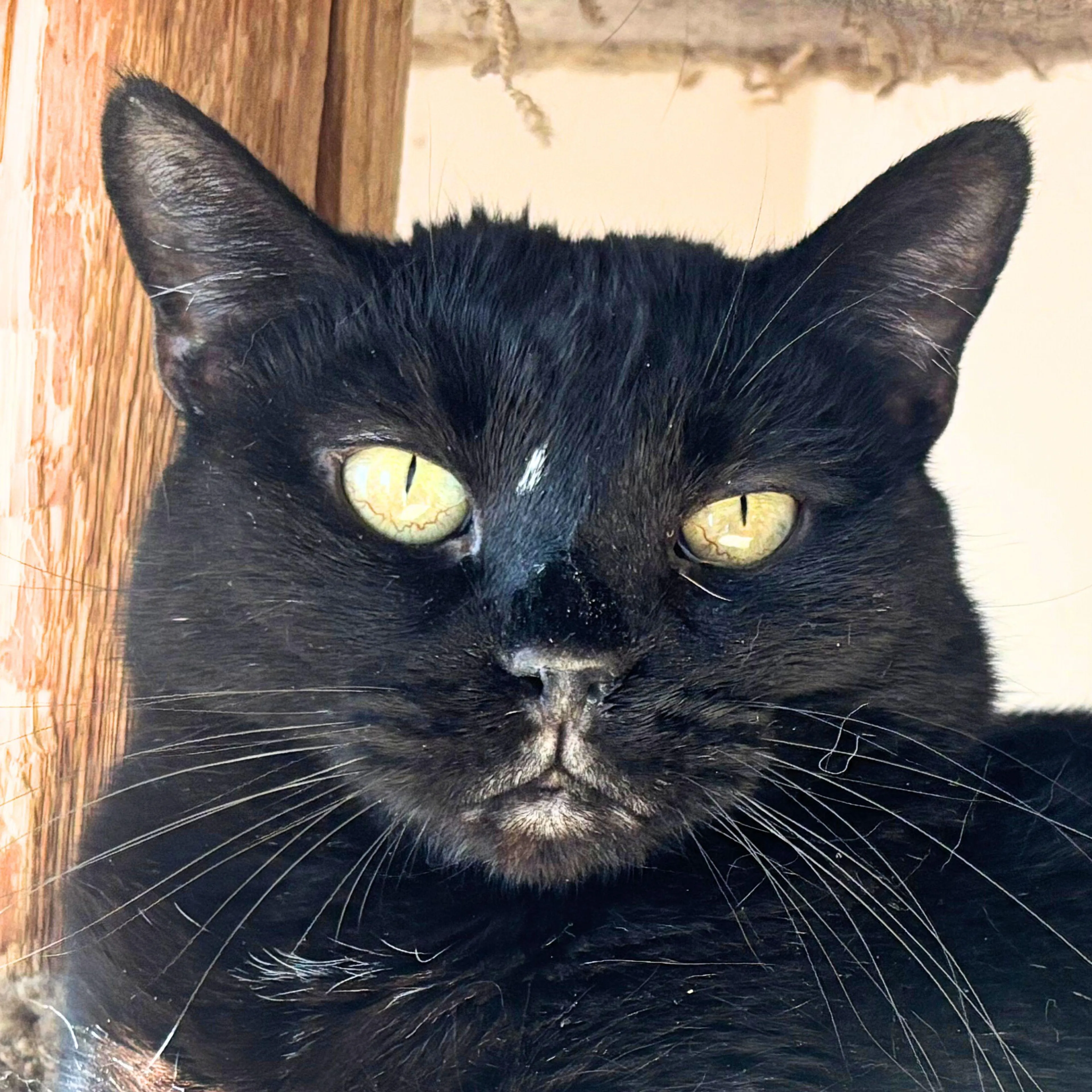 Found pet-4
