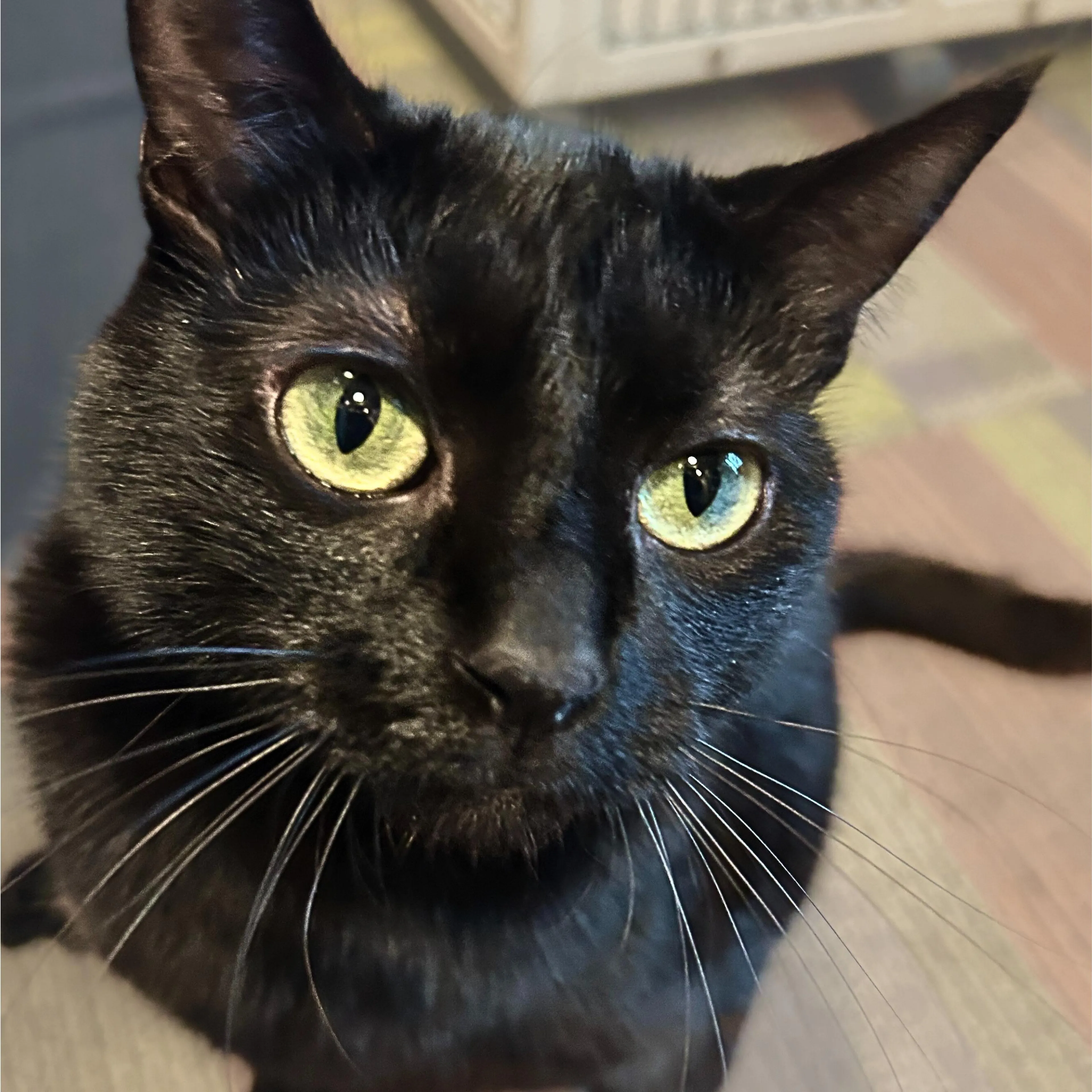 Found pet-1
