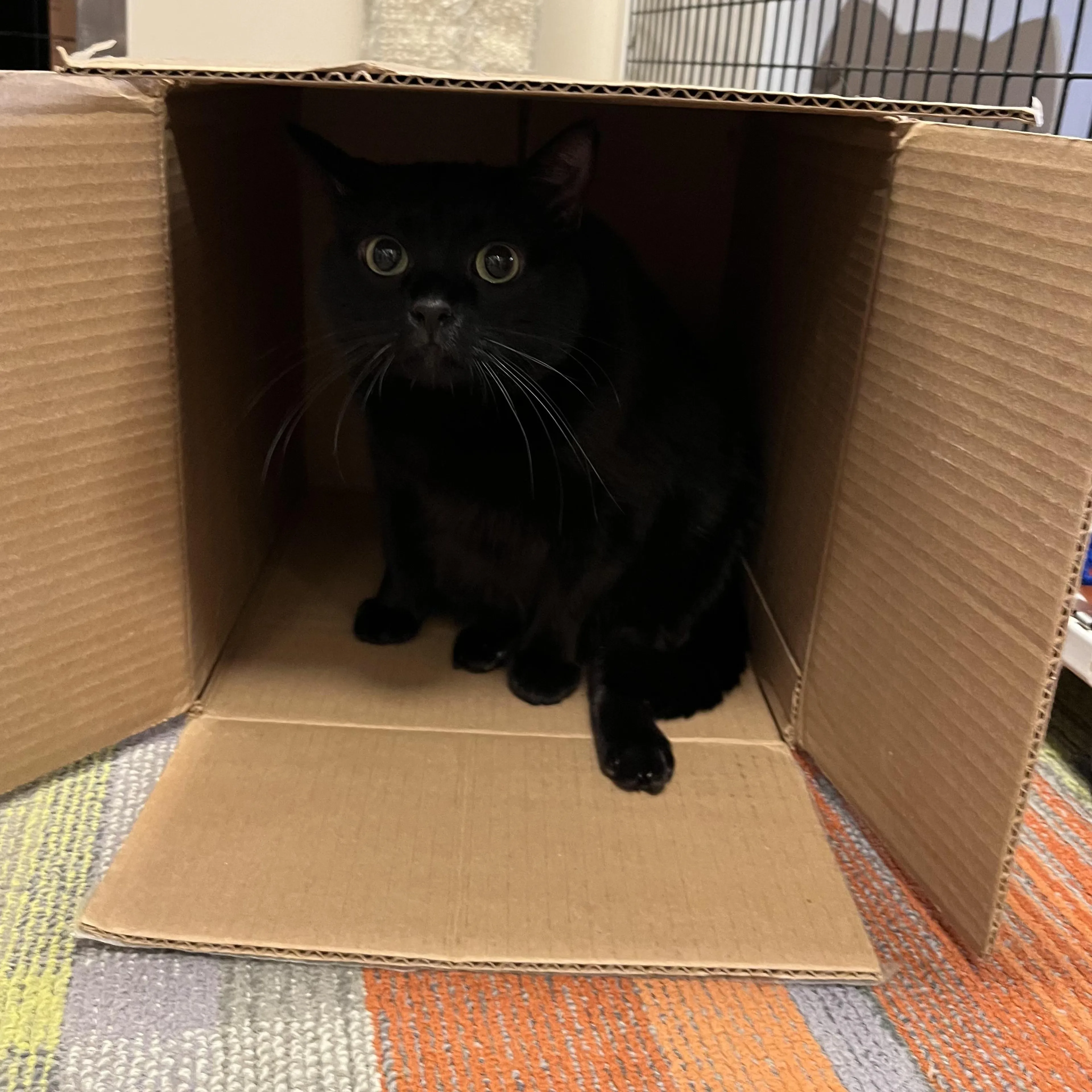 Found pet-2
