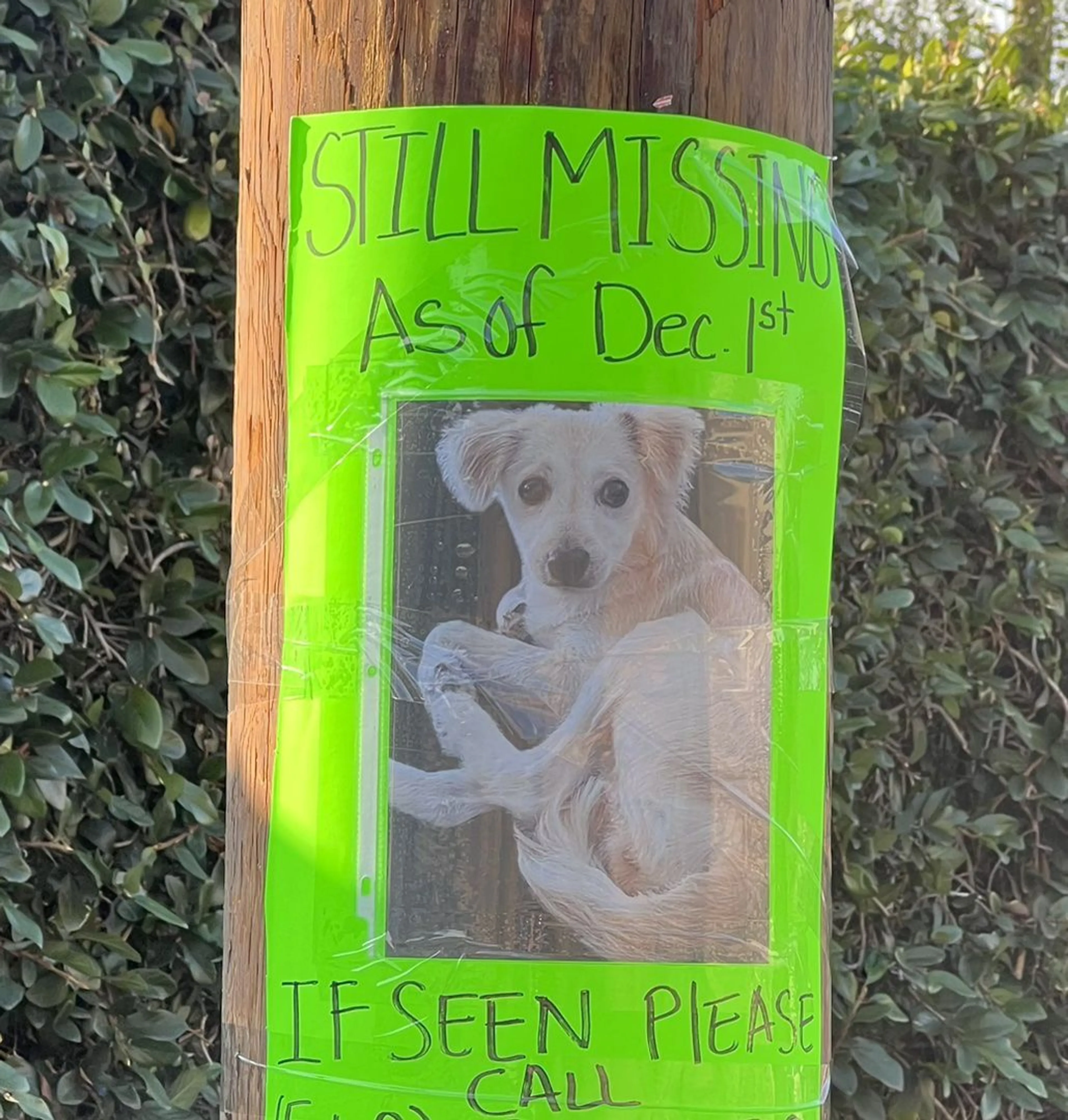 Lost pet-0
