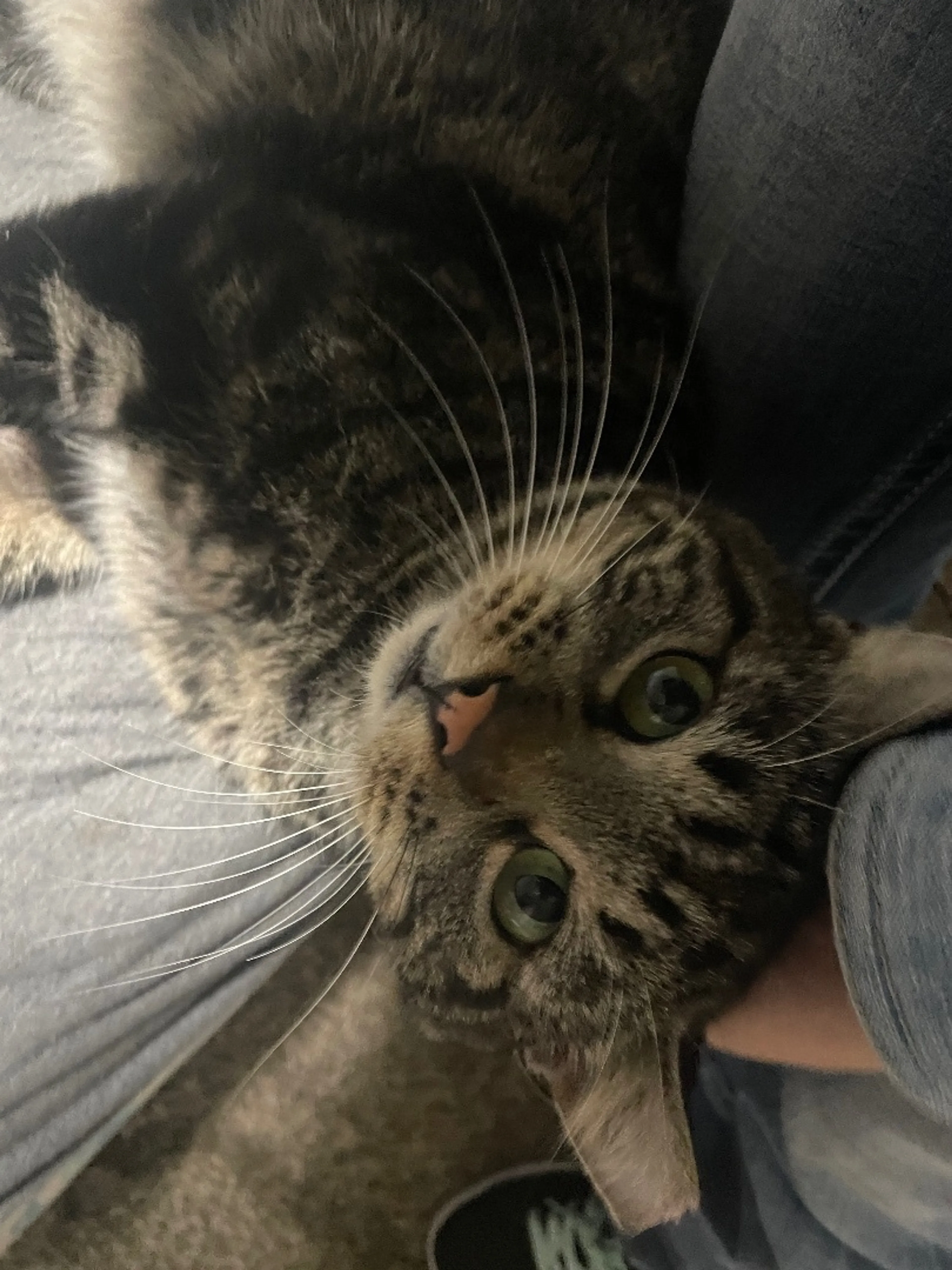 Found pet-1