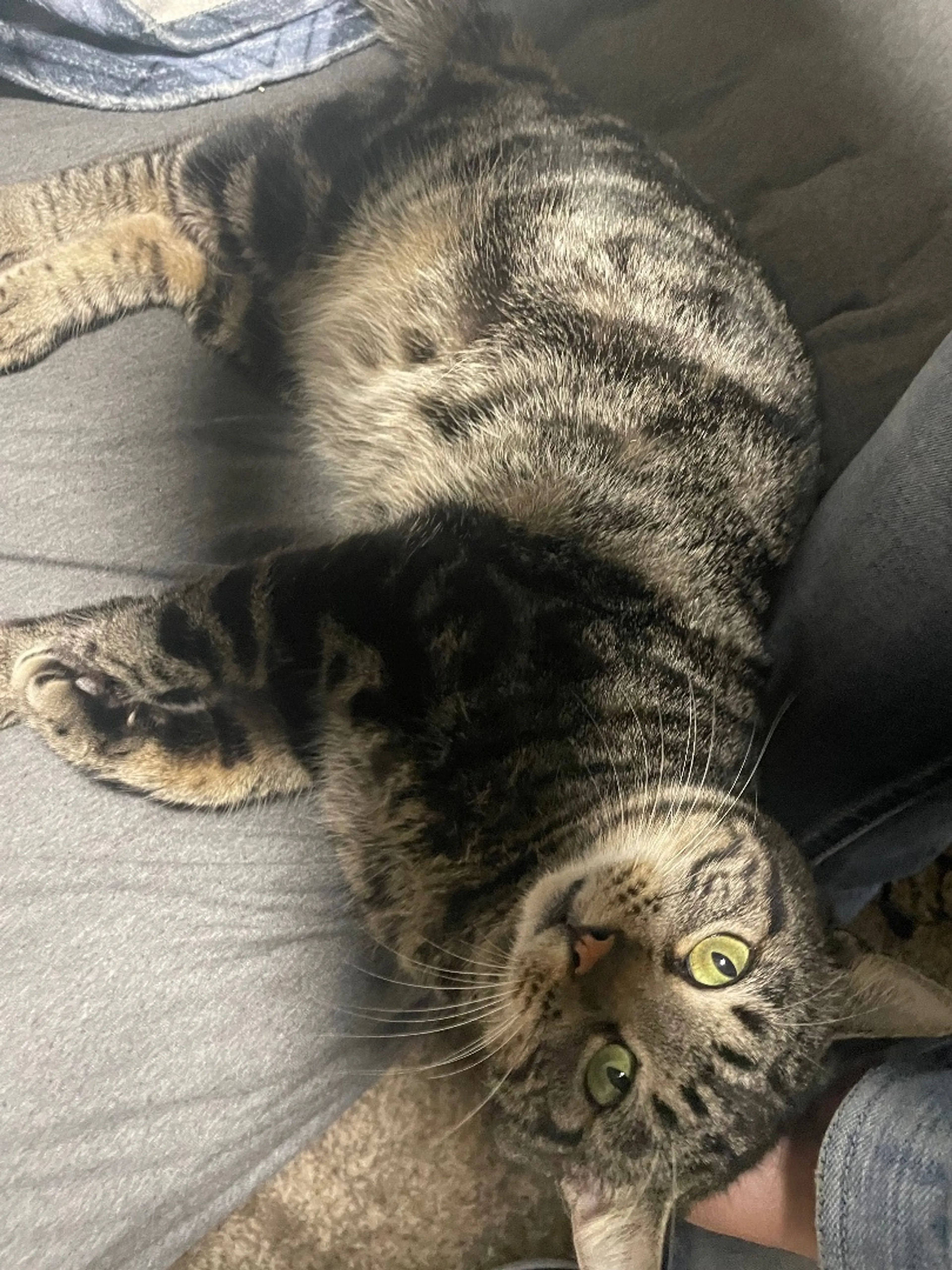 Found pet-3