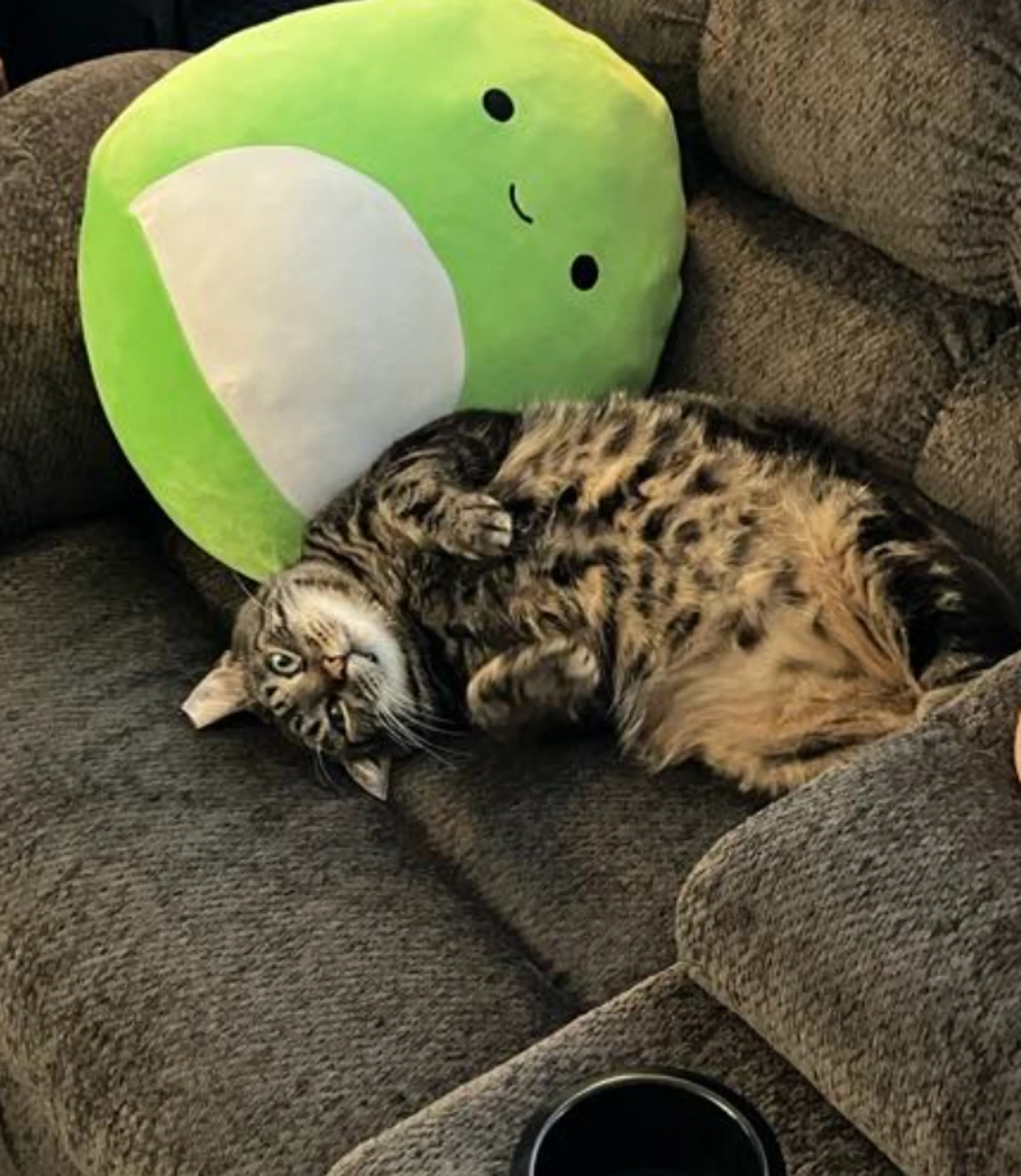 Found pet-4