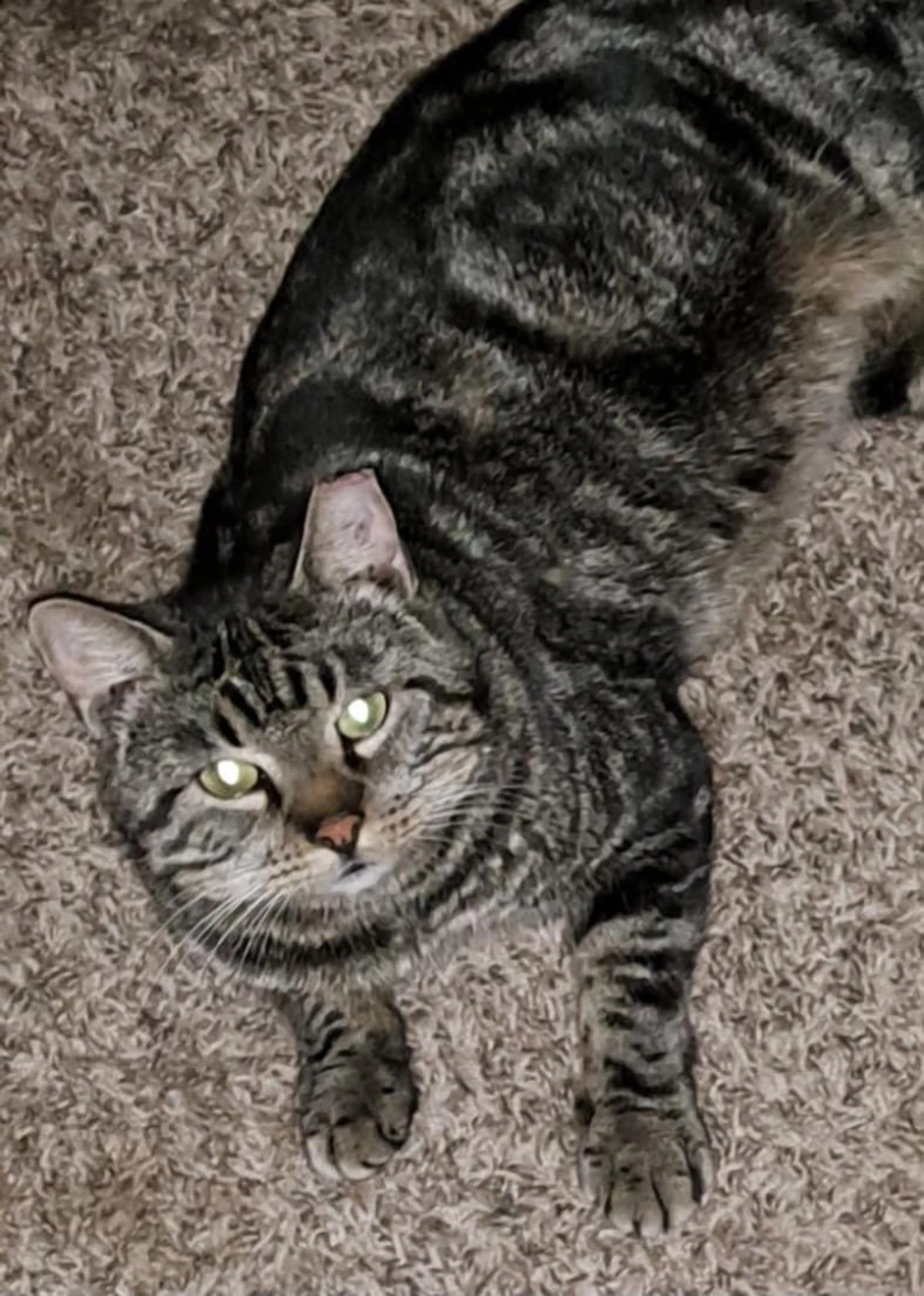 Found pet-2