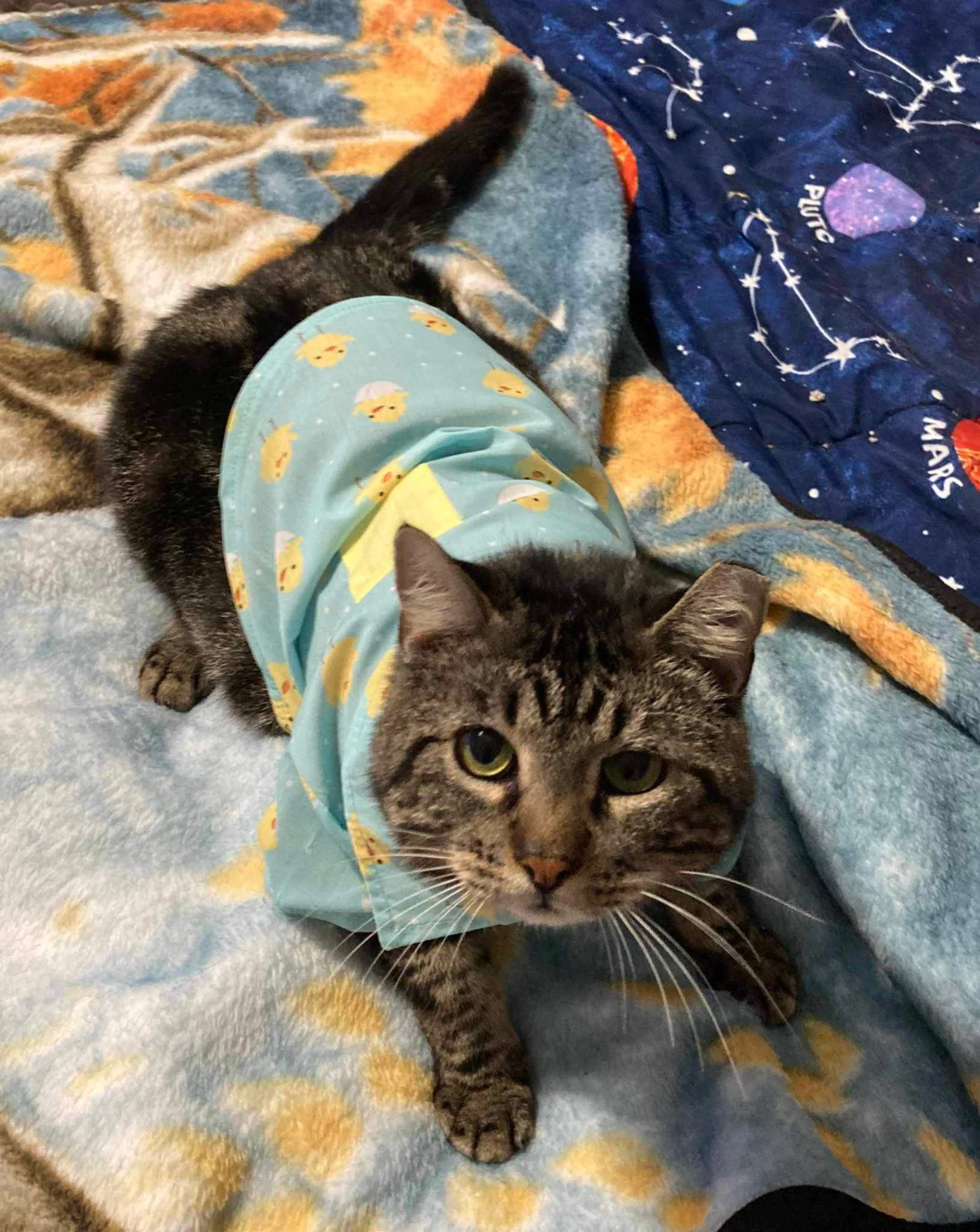 Found pet-5