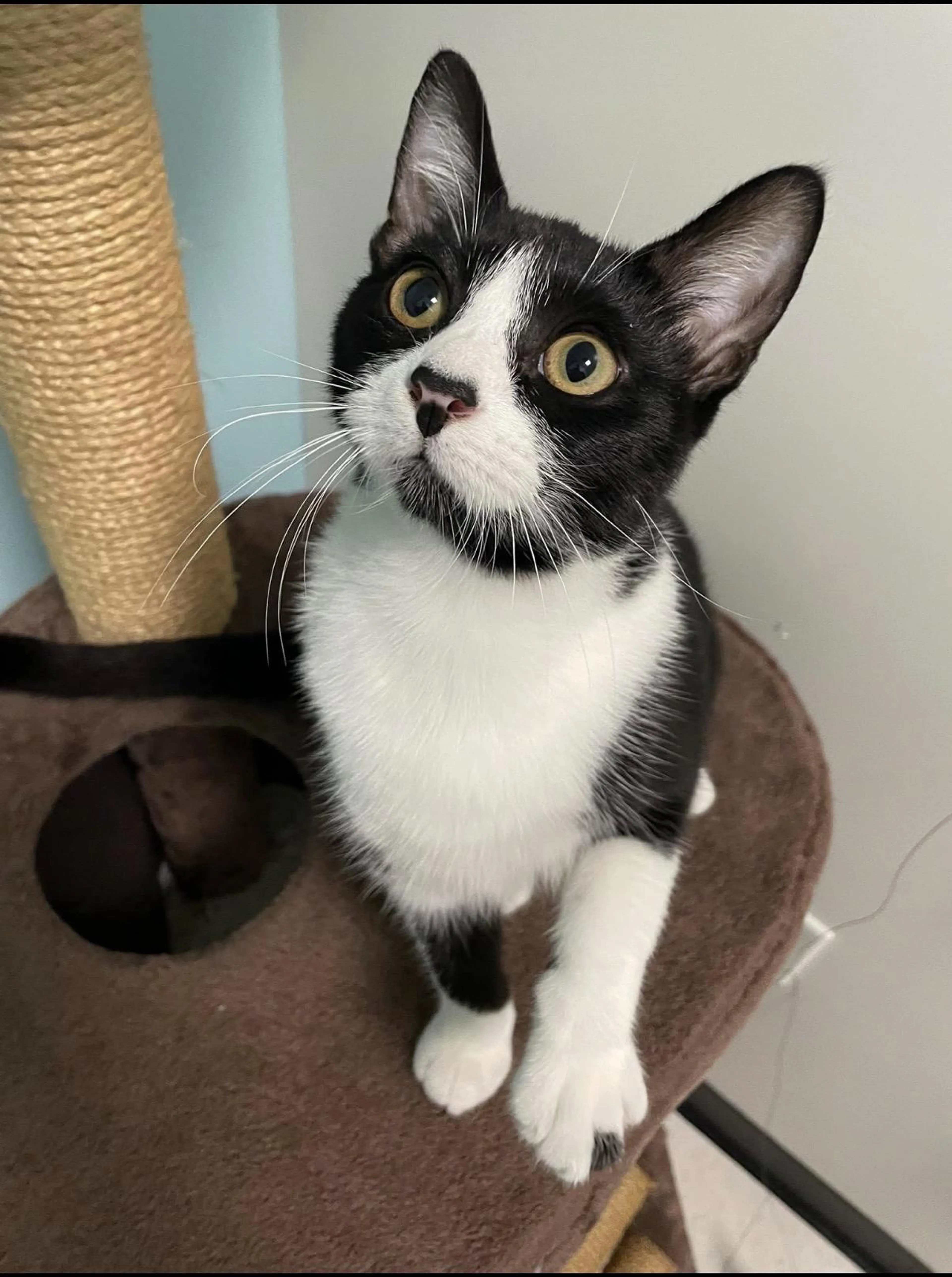 Found pet-2