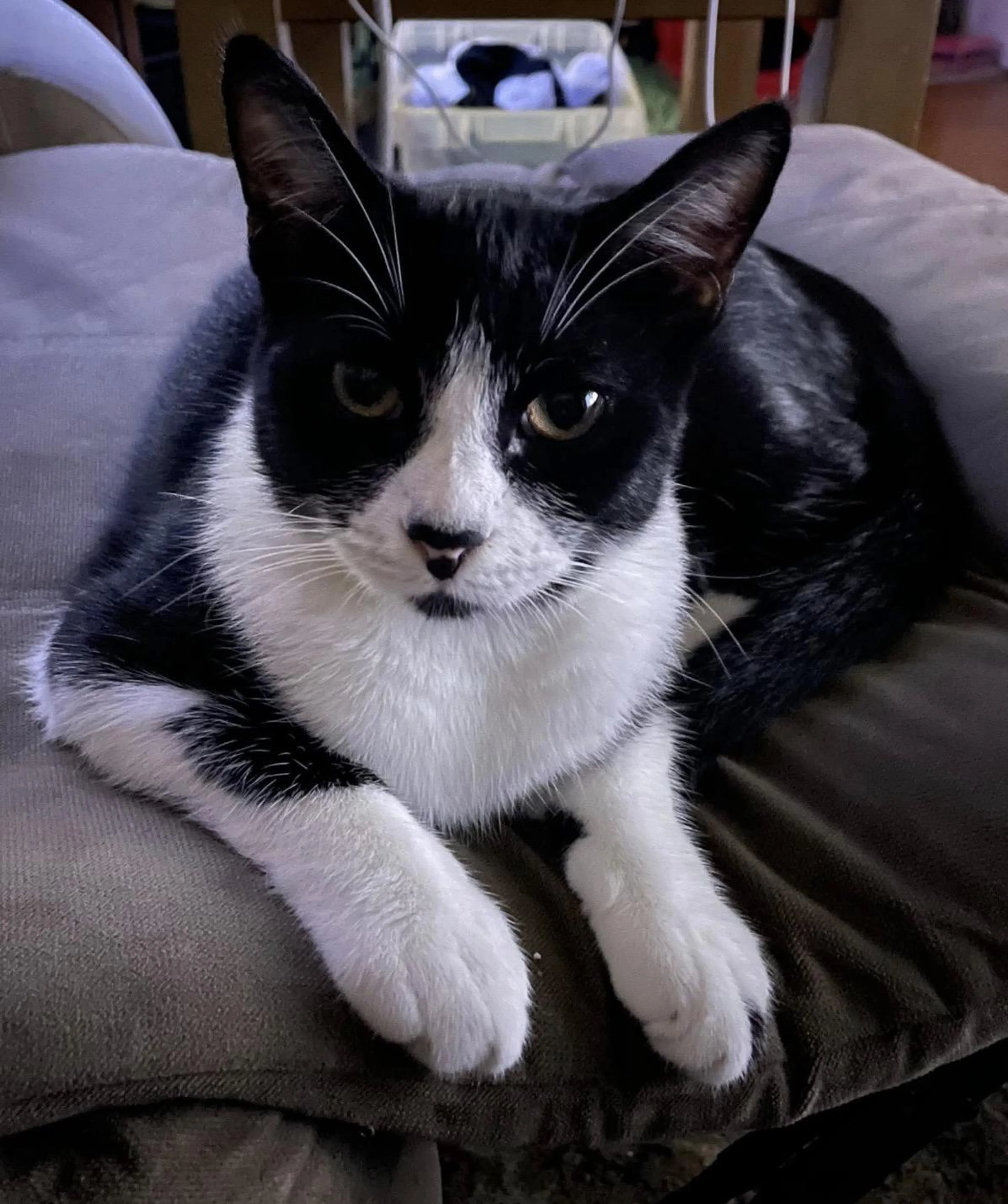 Found pet-1
