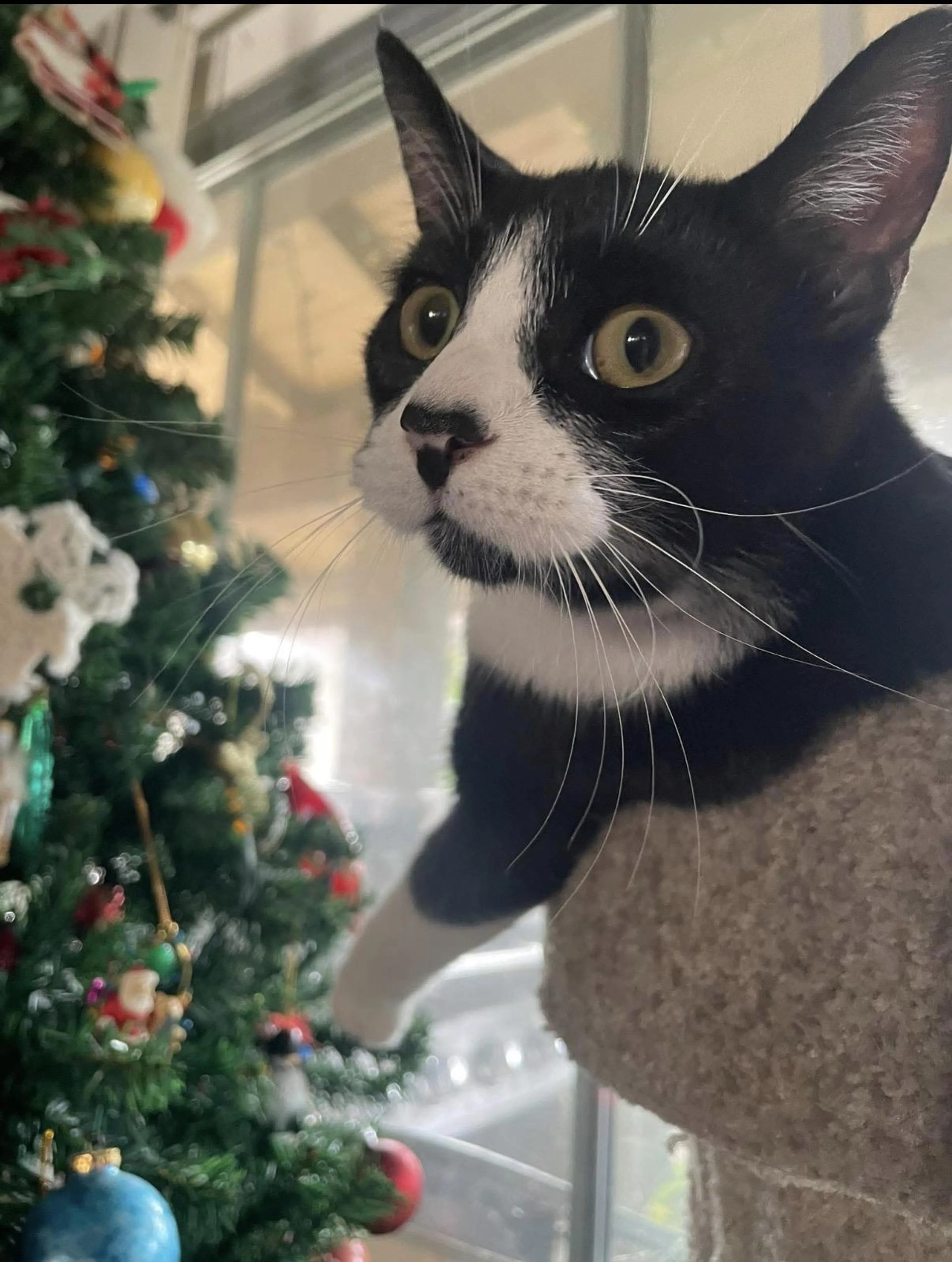 Found pet-0