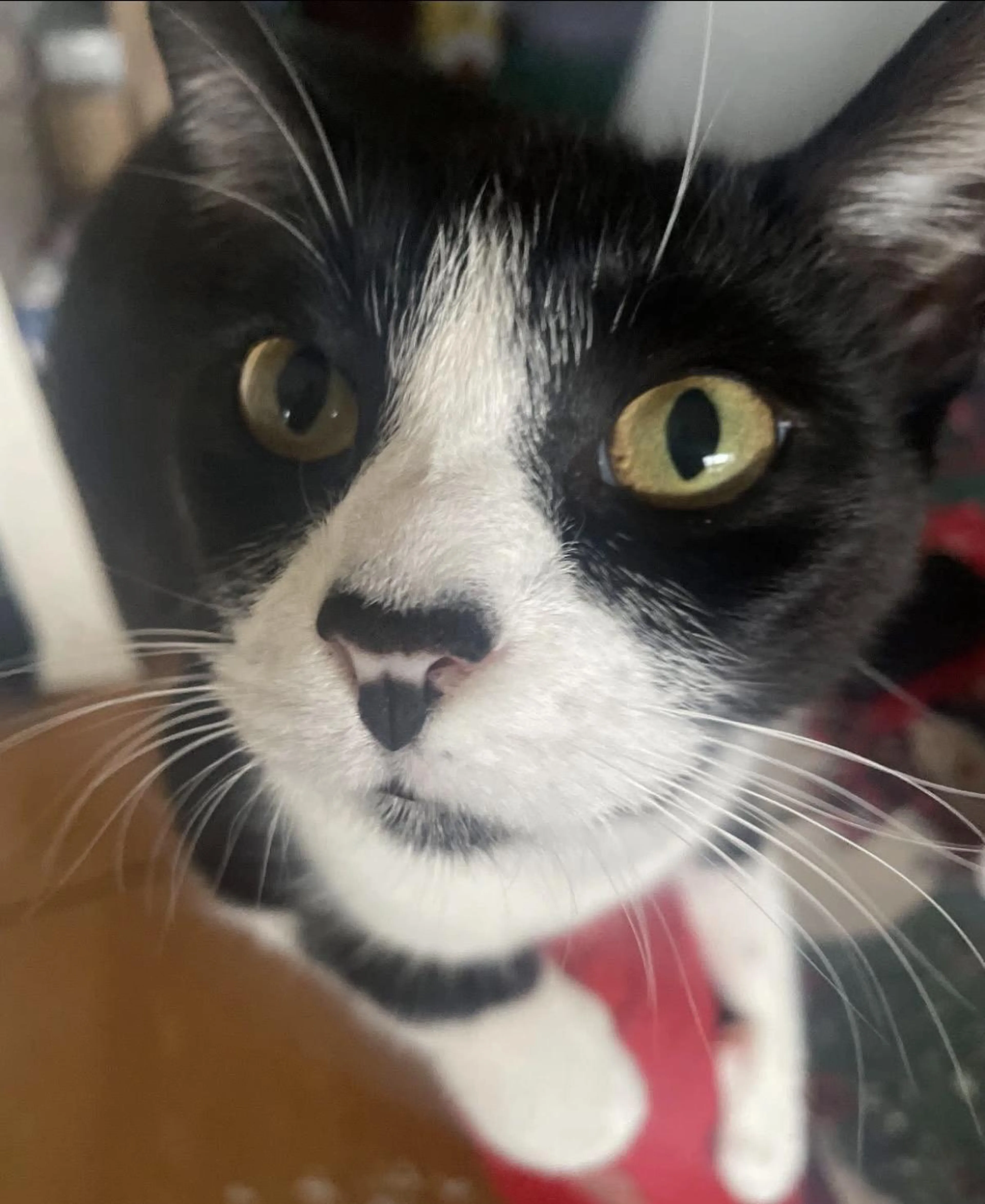 Found pet-4
