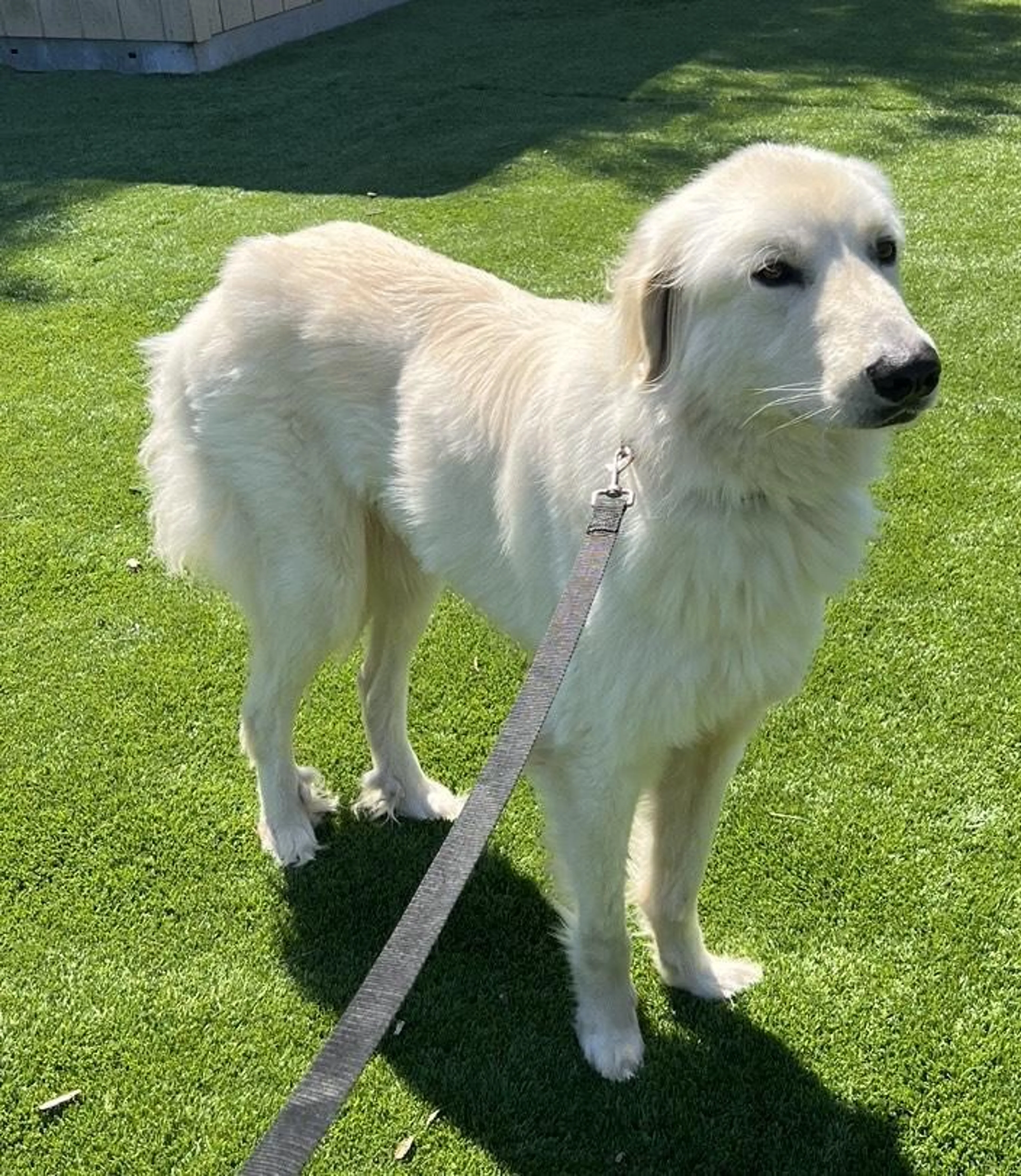 Found pet-3