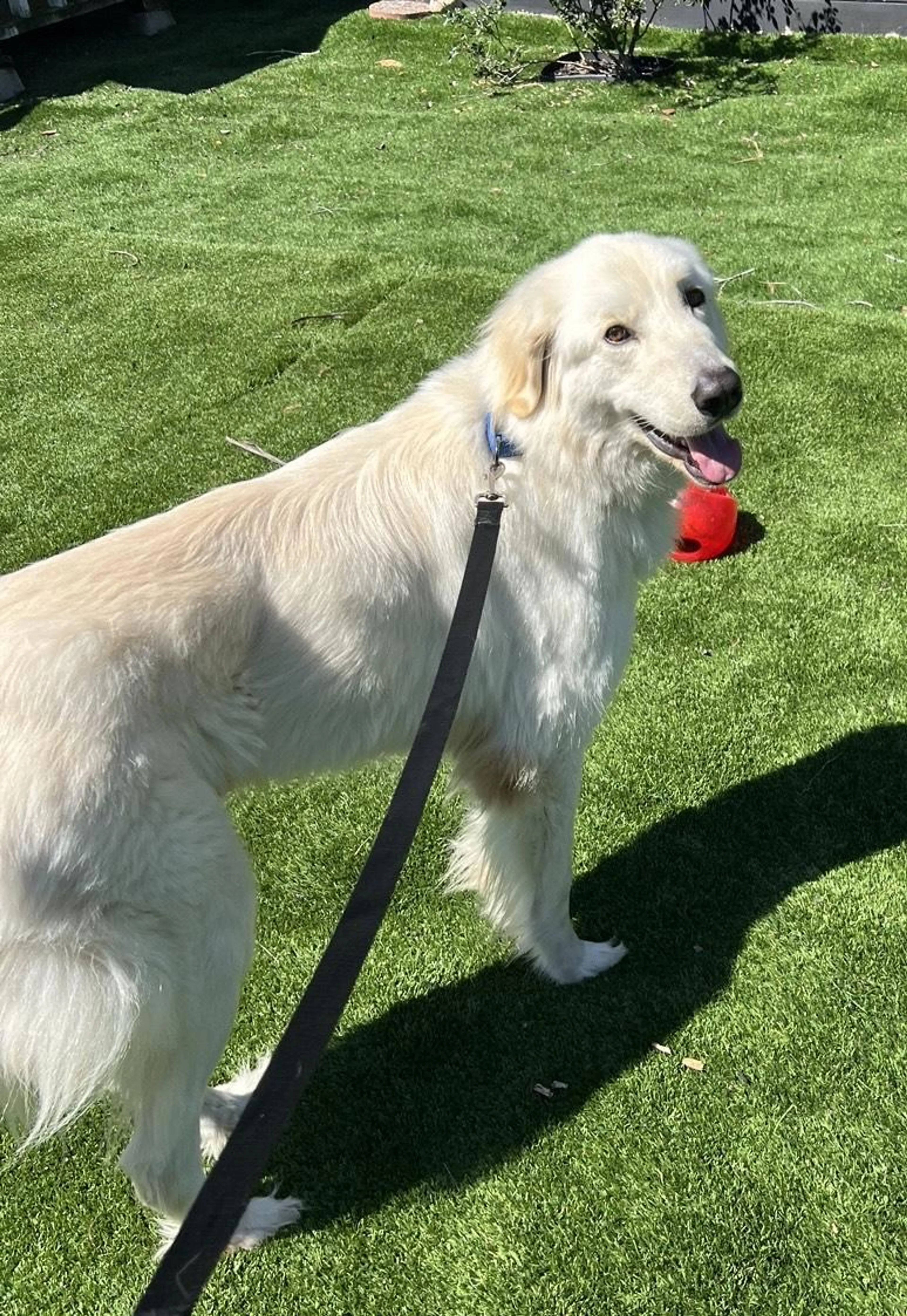 Found pet-2