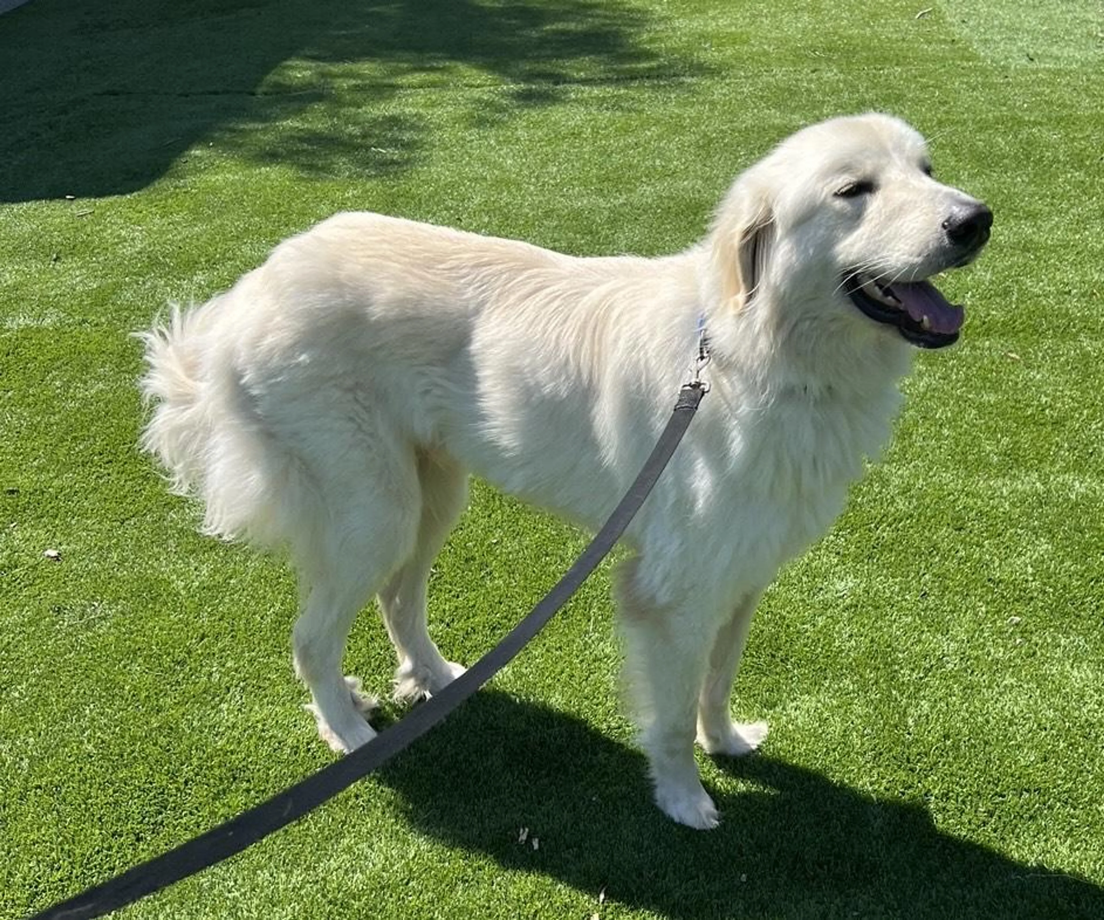 Found pet-4
