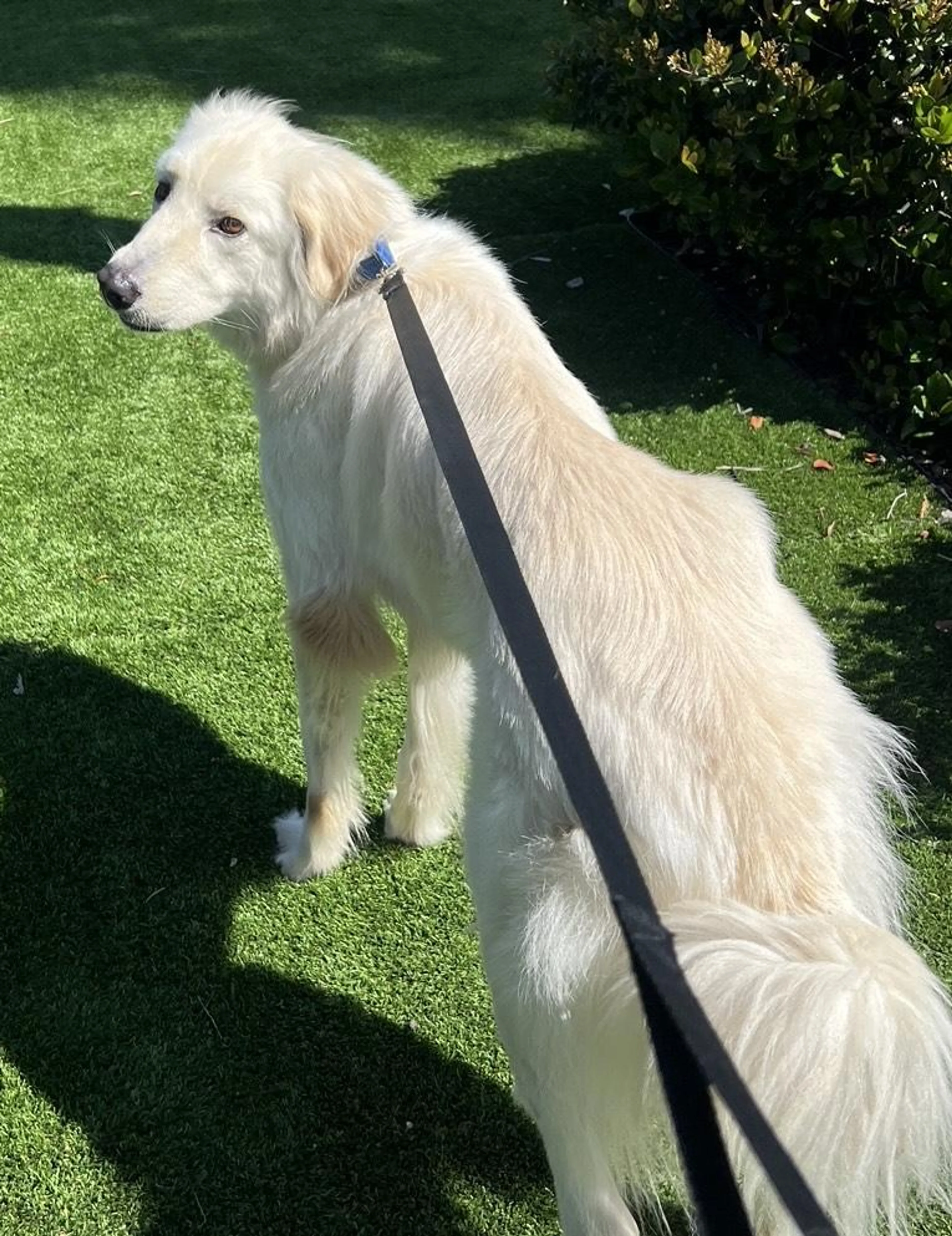 Found pet-5