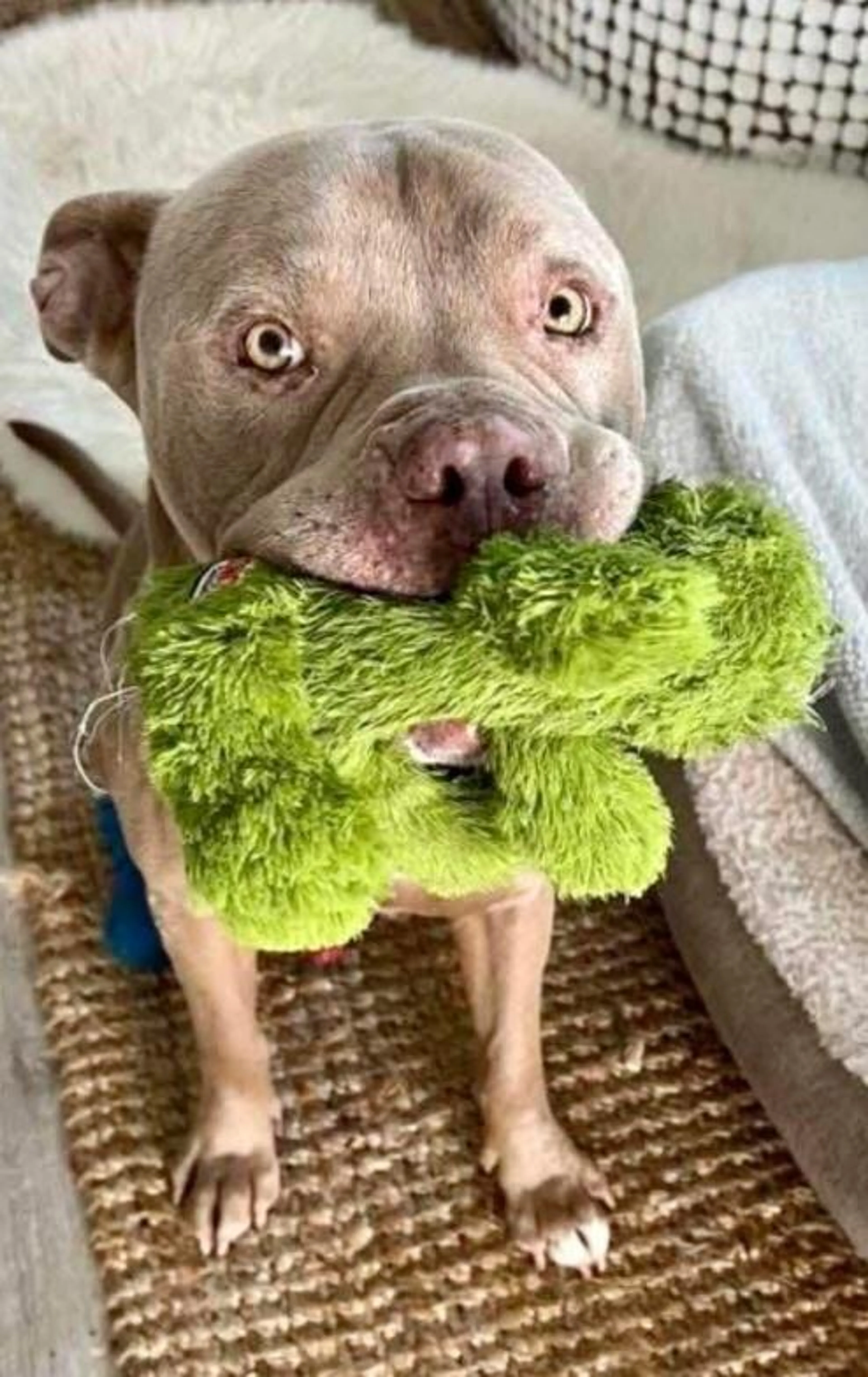 Found pet-2