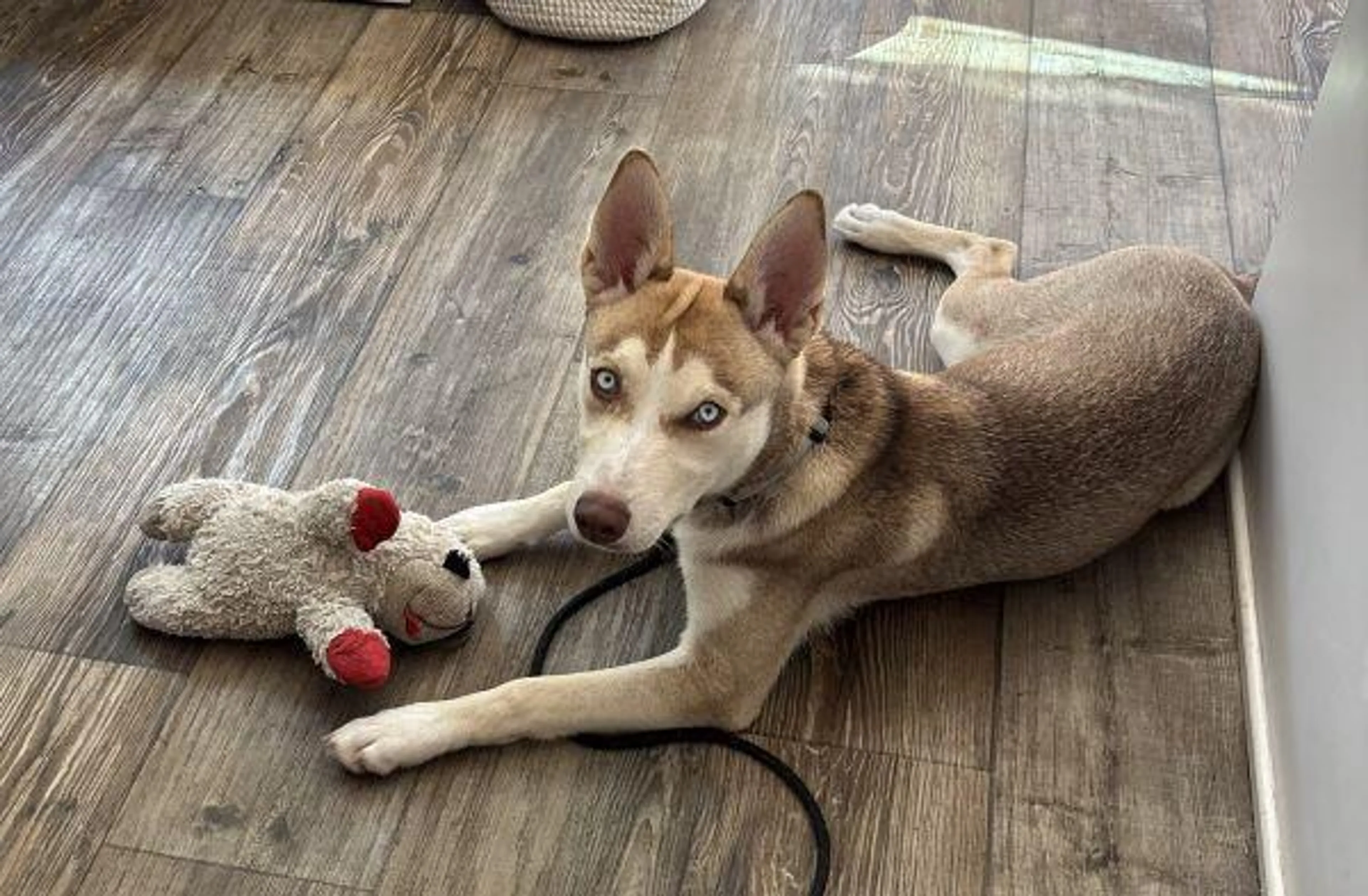 Found pet