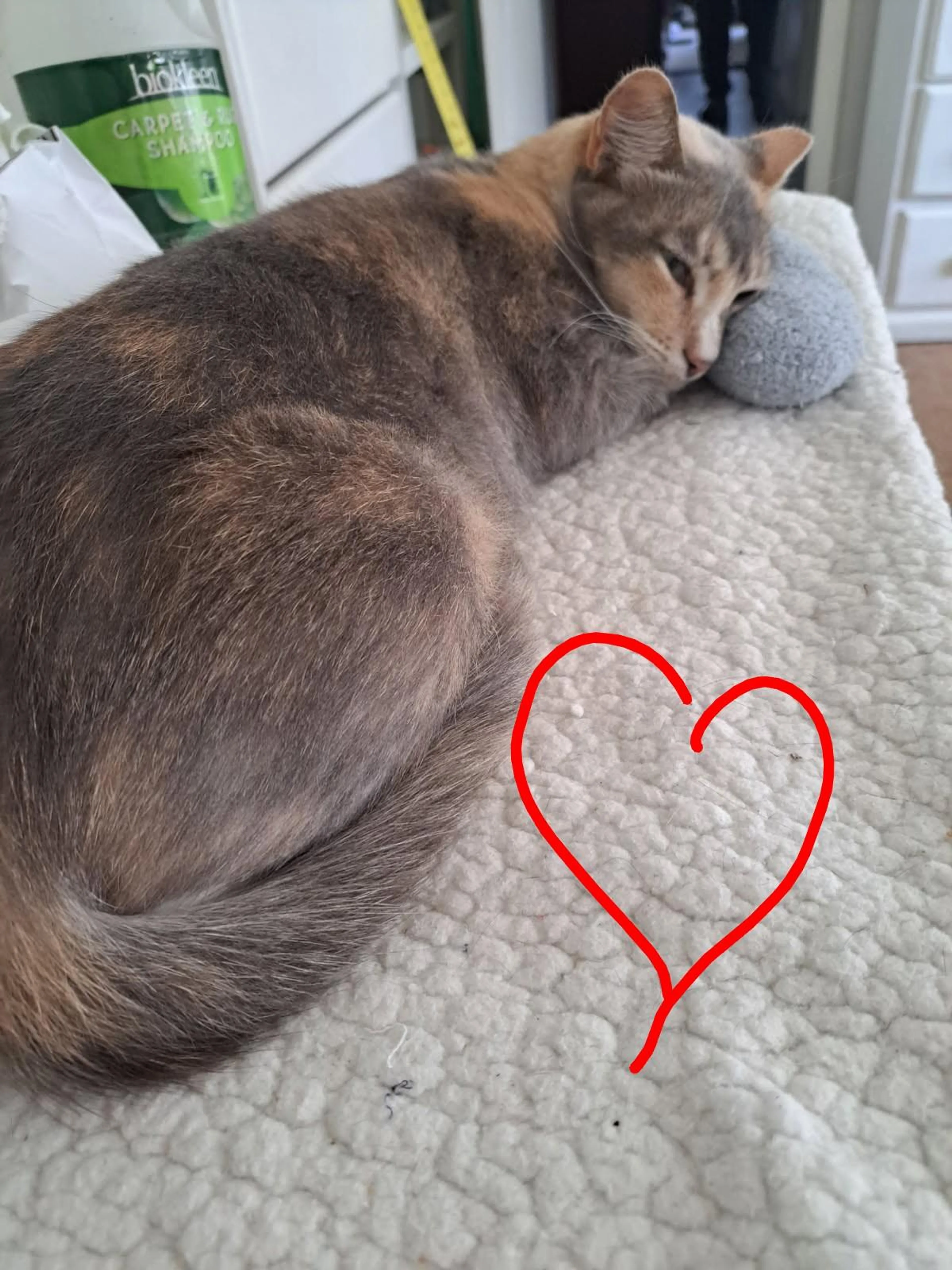 Found pet-0