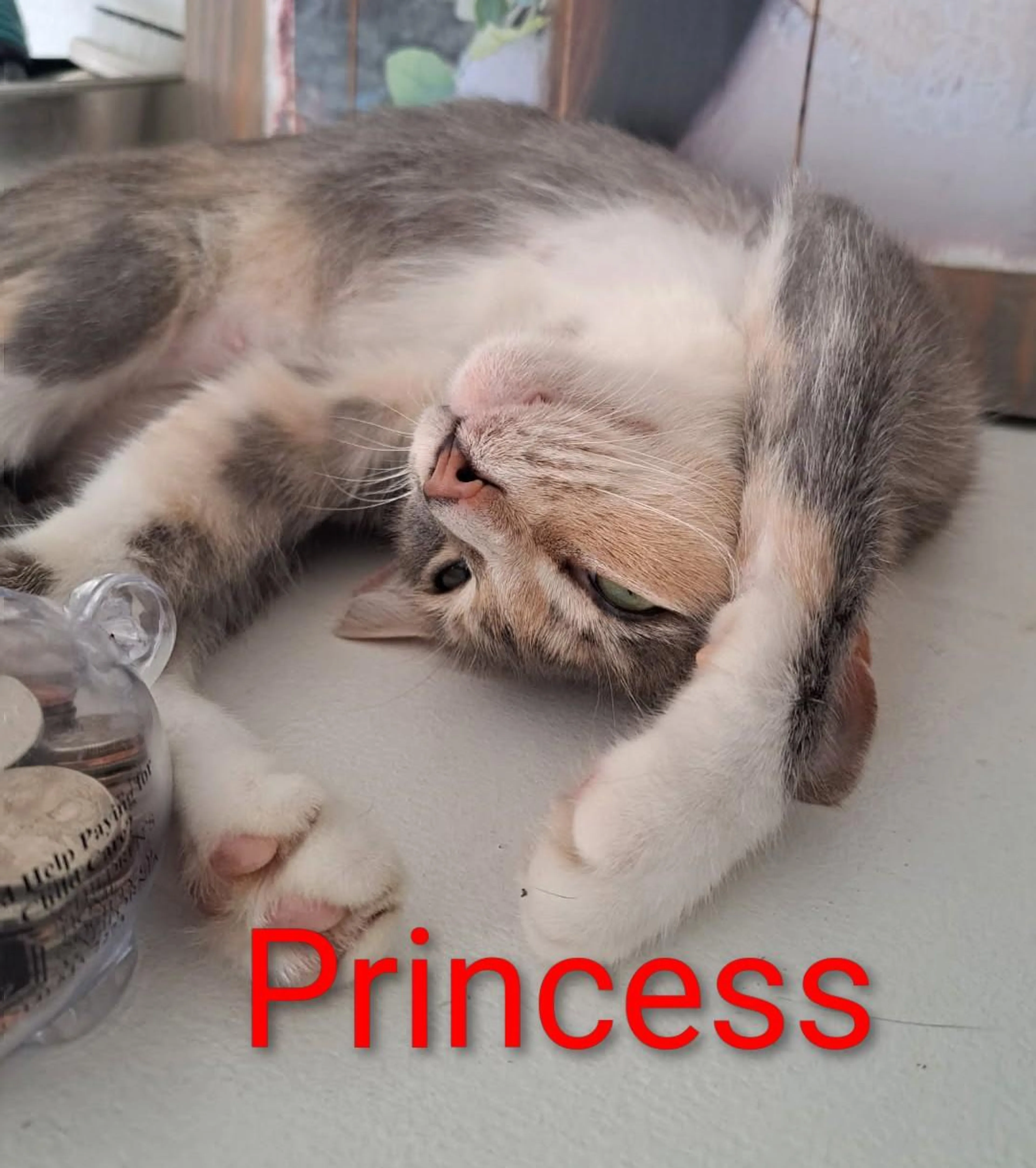 Found pet-4