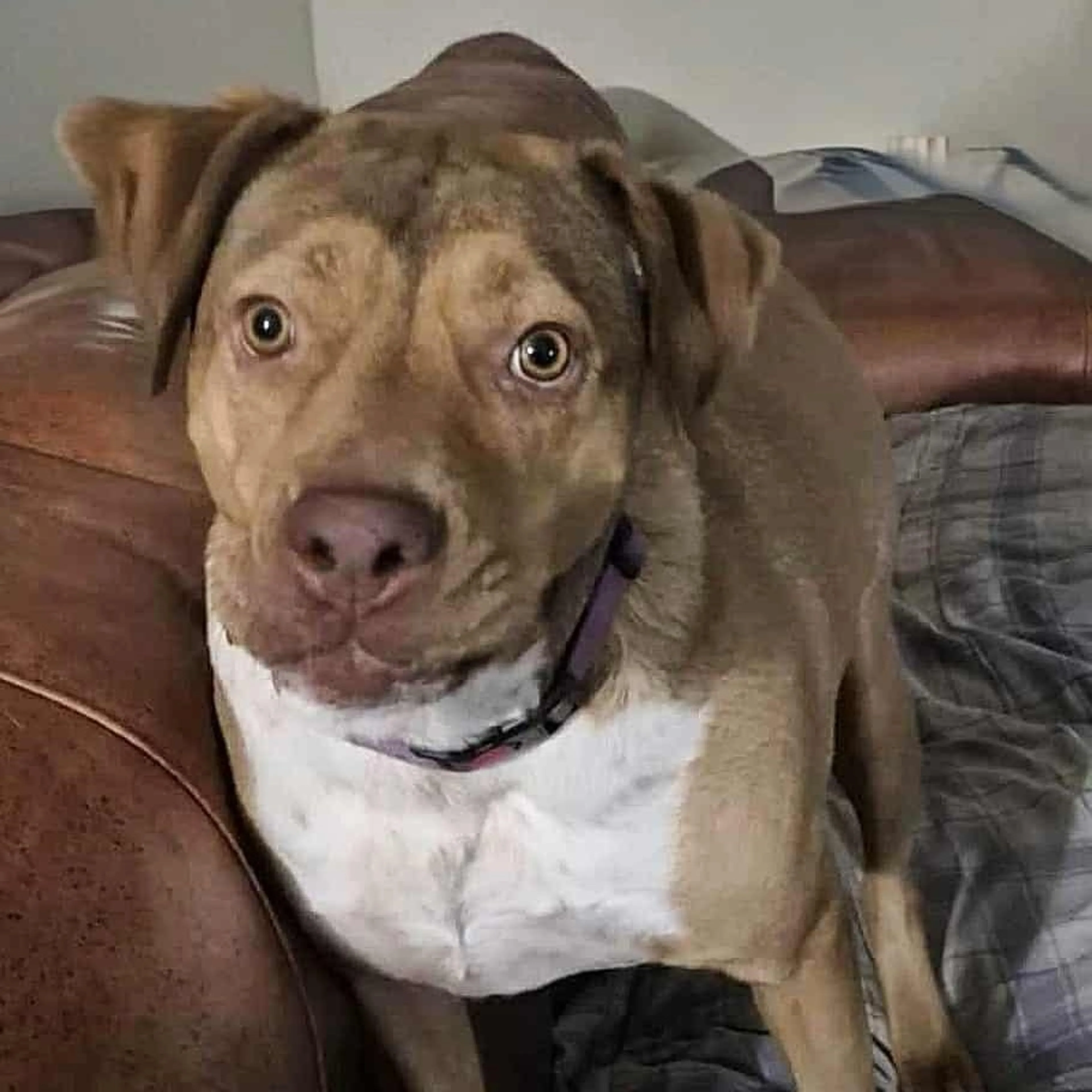 Found pet-4