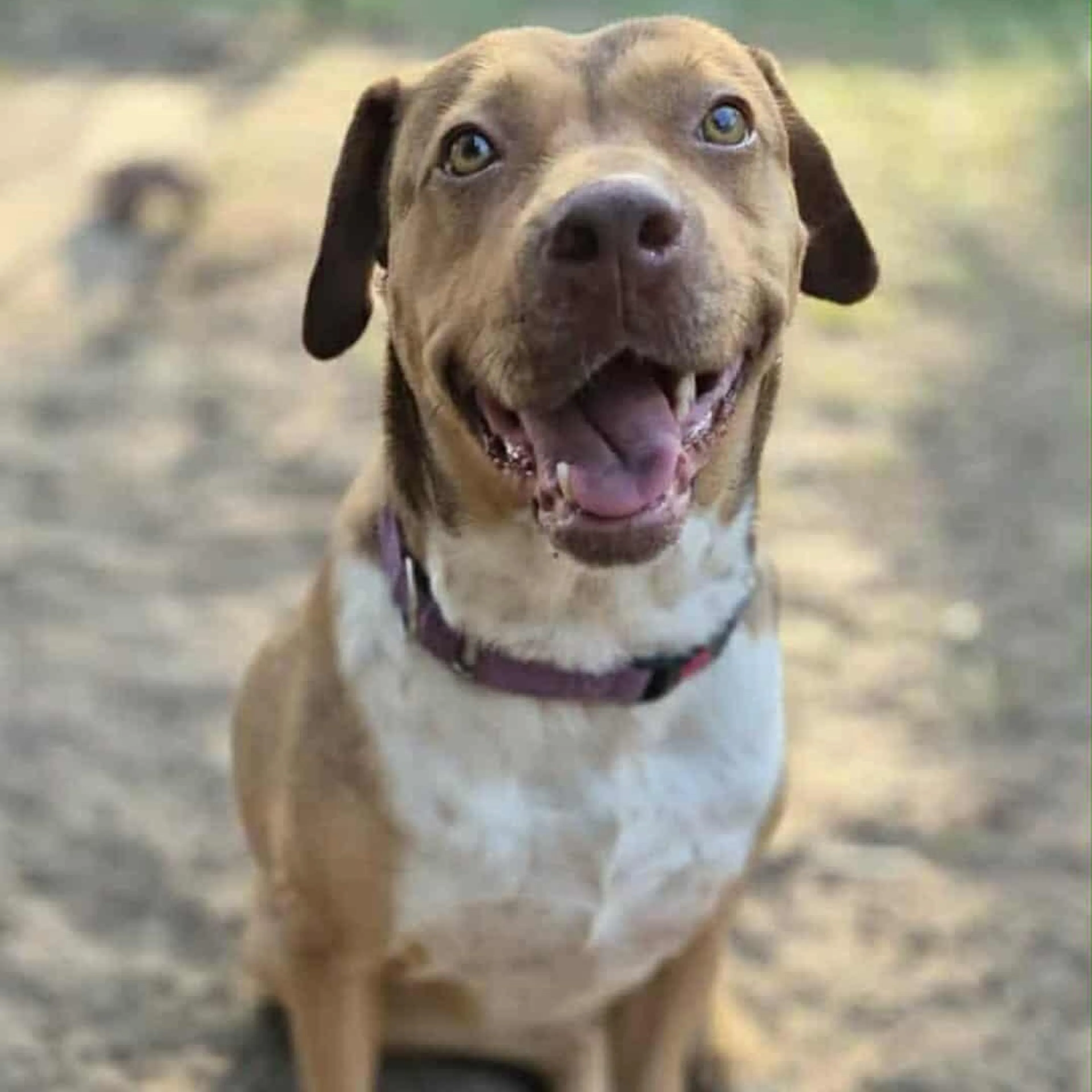 Found pet-2