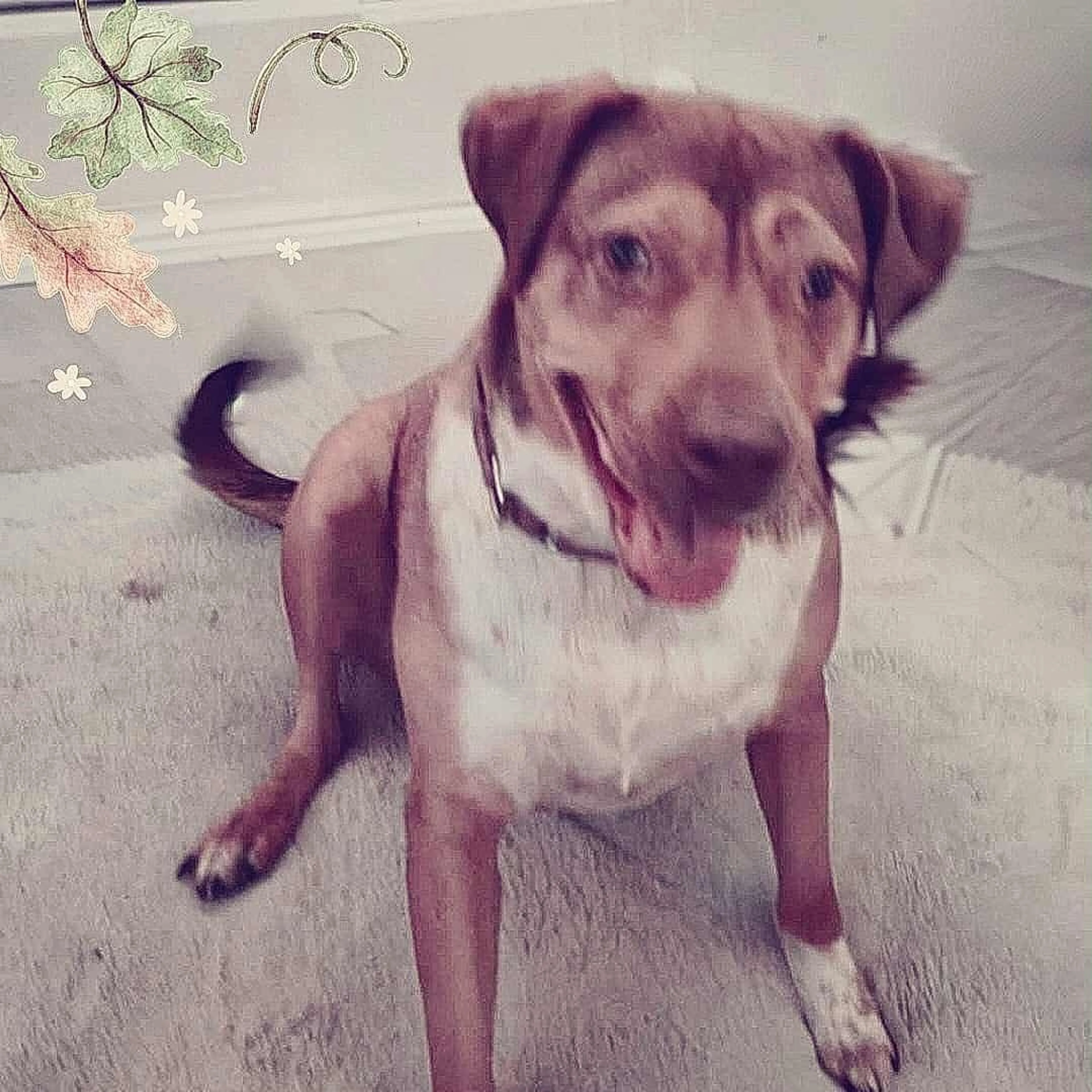 Found pet-1