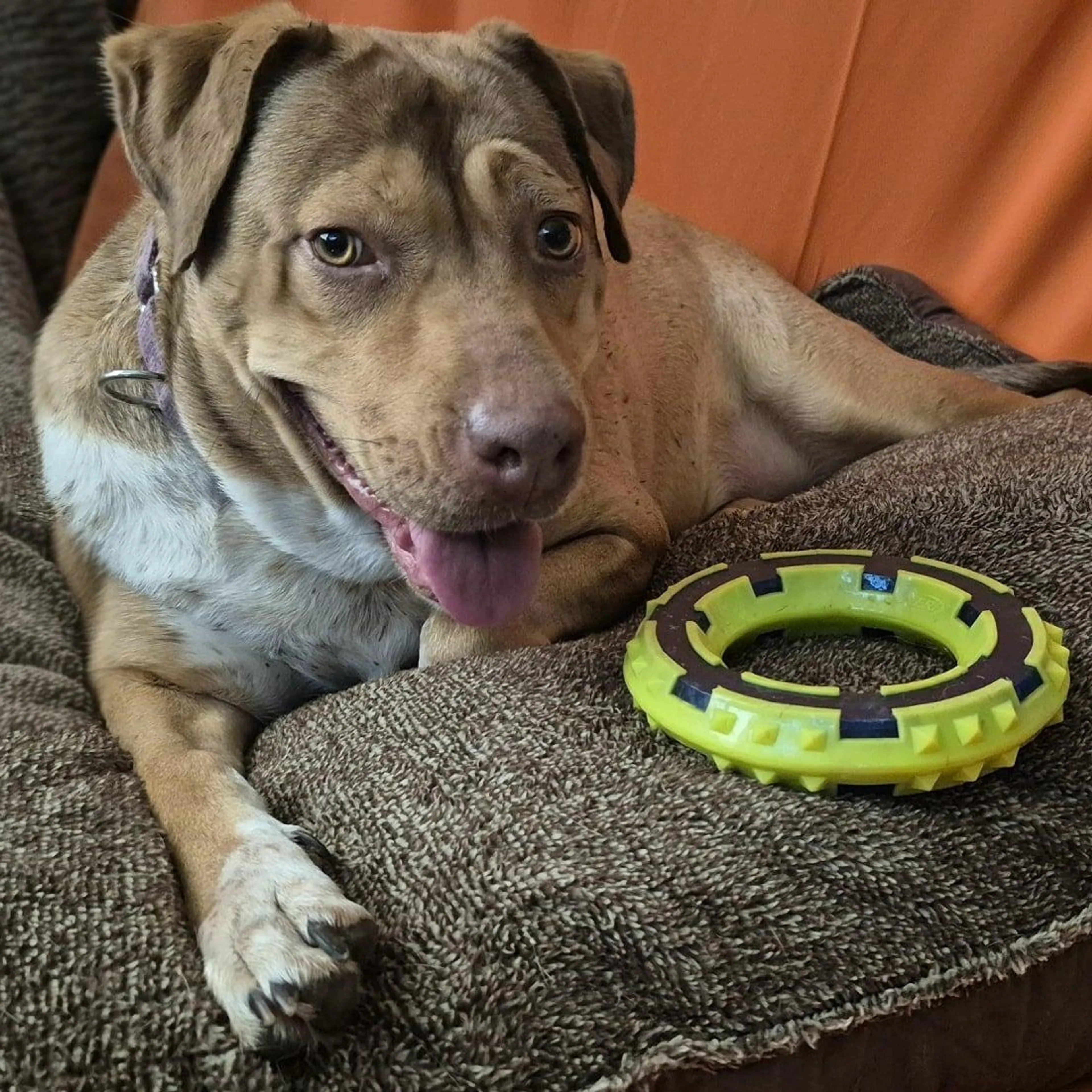 Found pet-3