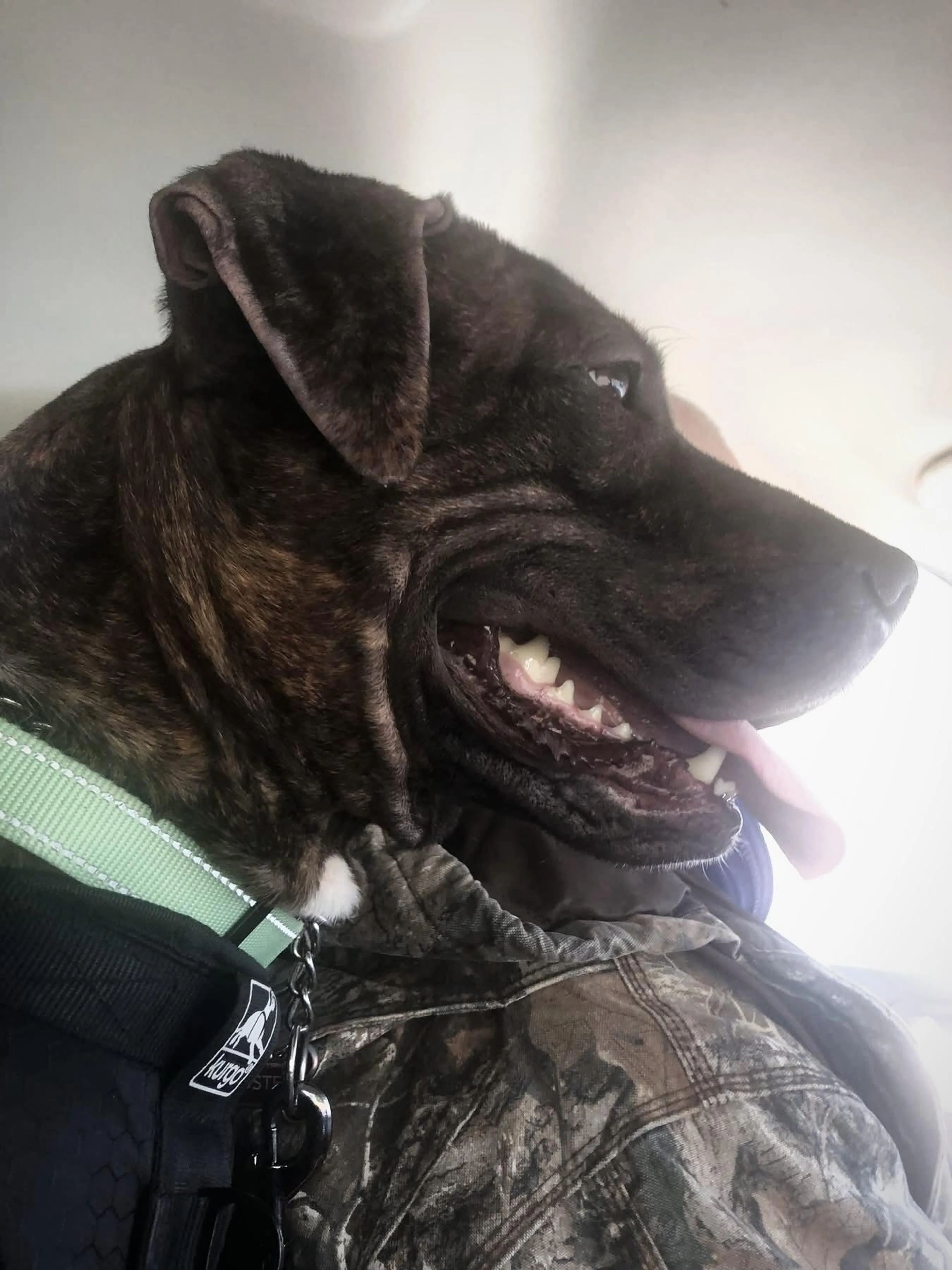 Found pet-4