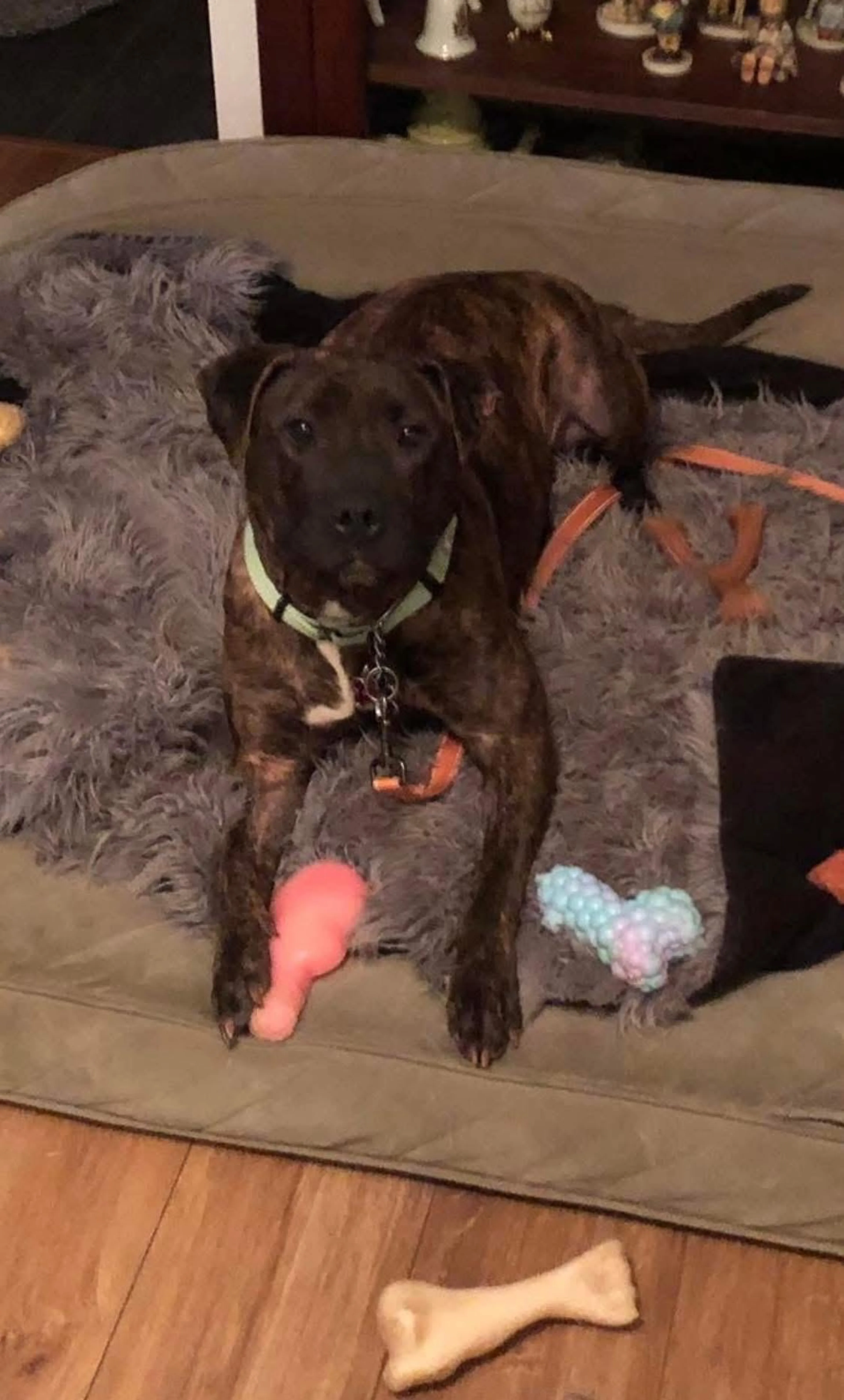 Found pet-2