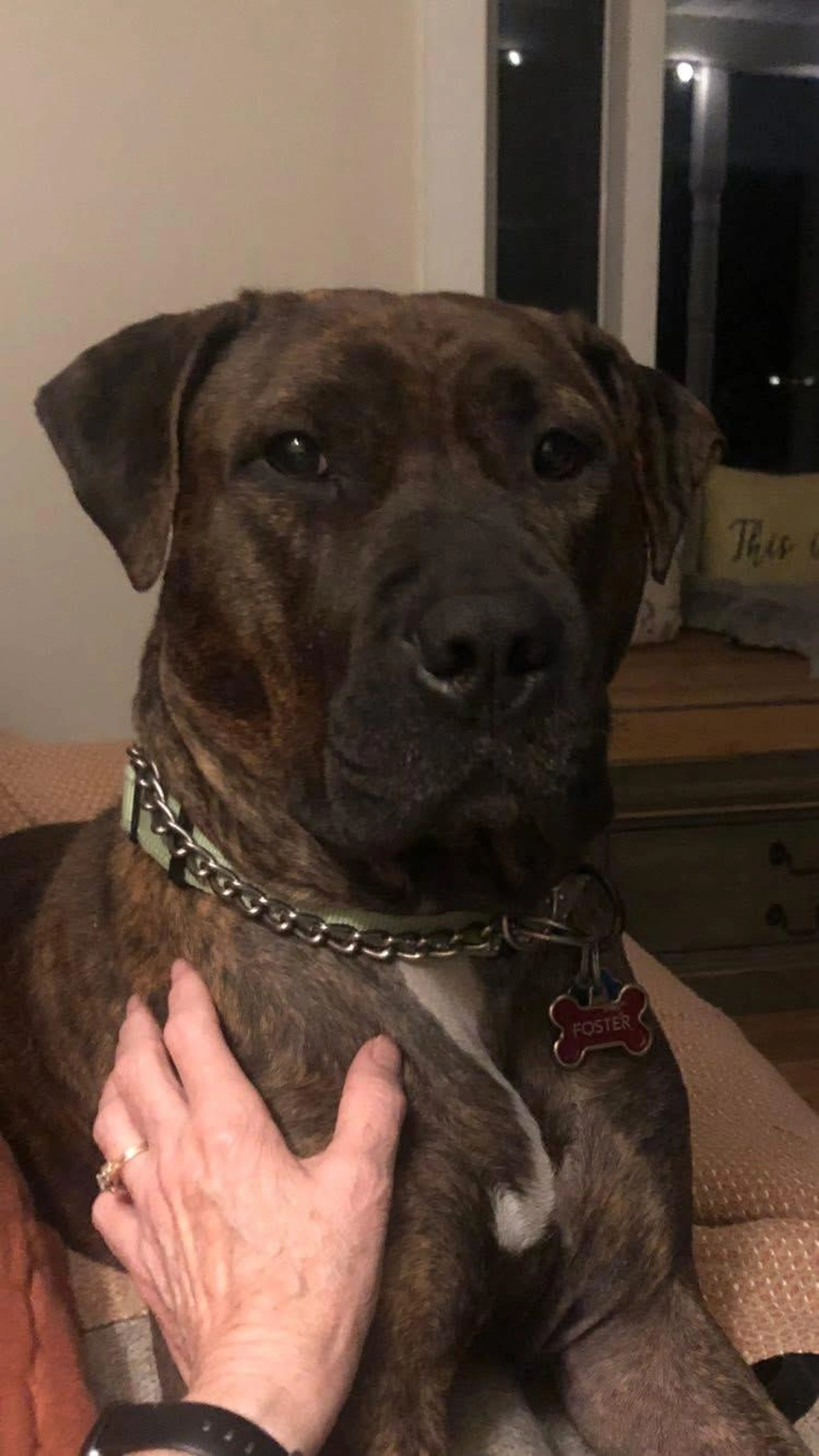 Found pet-1