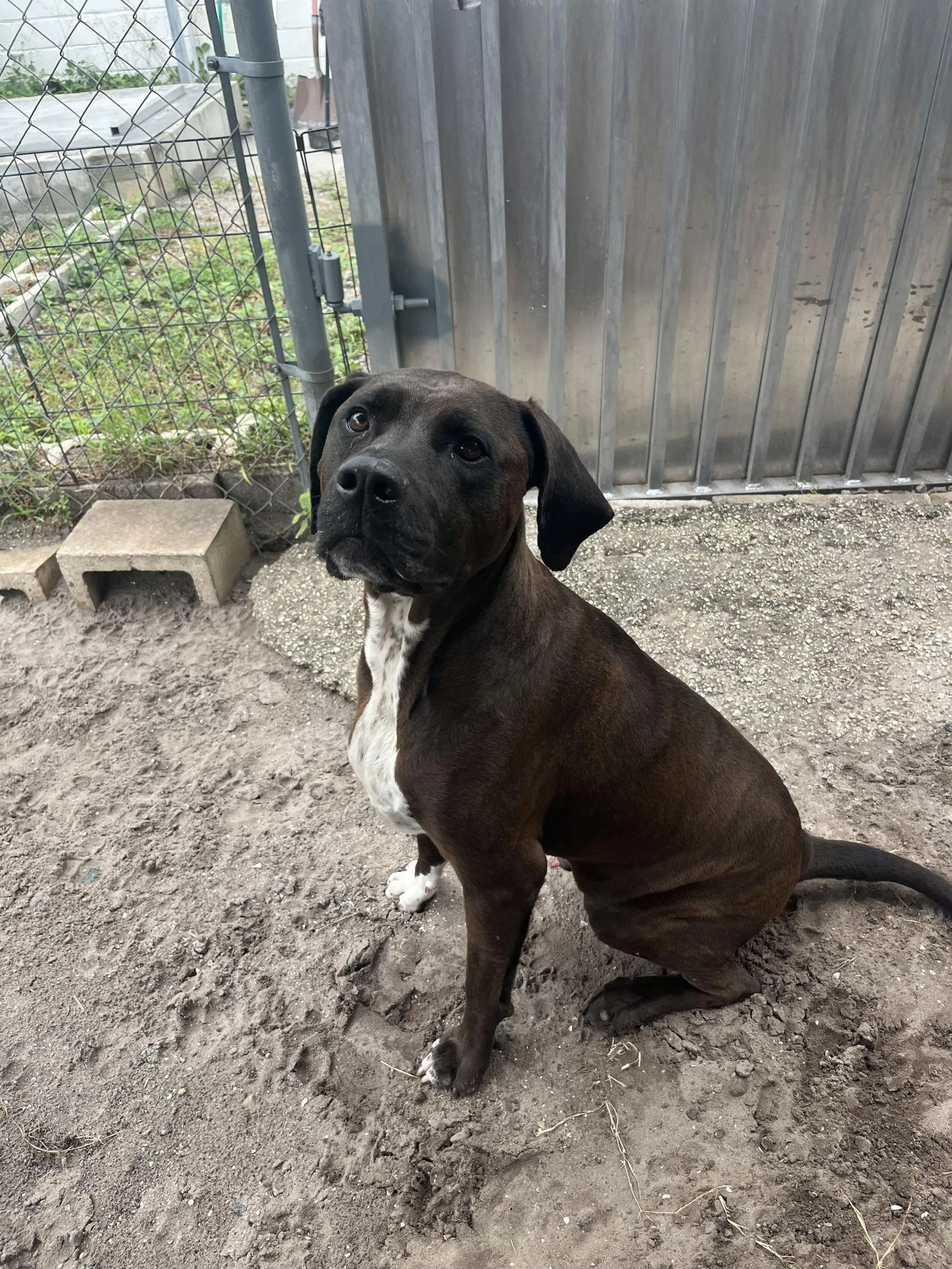 Found pet-1