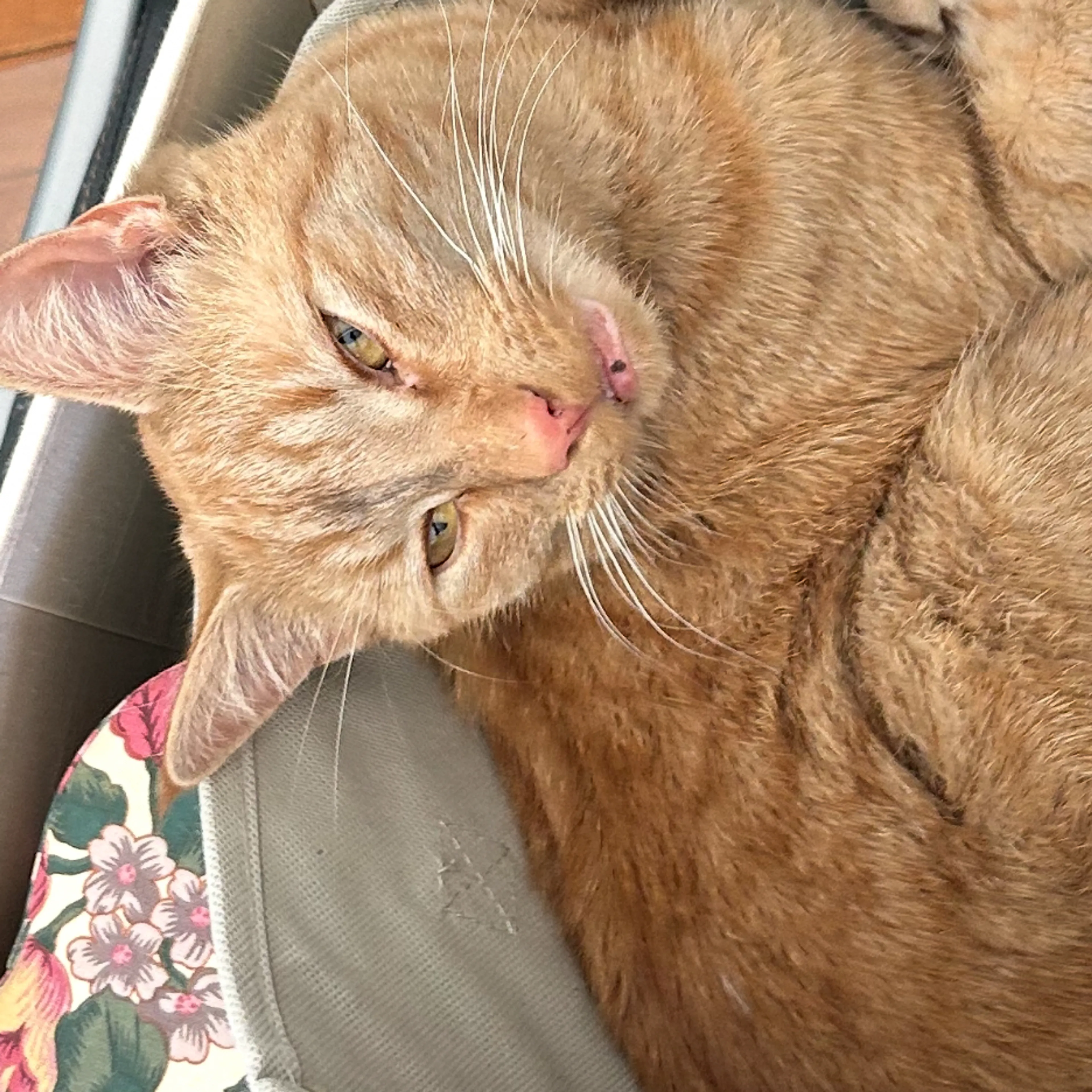 Lost pet-2