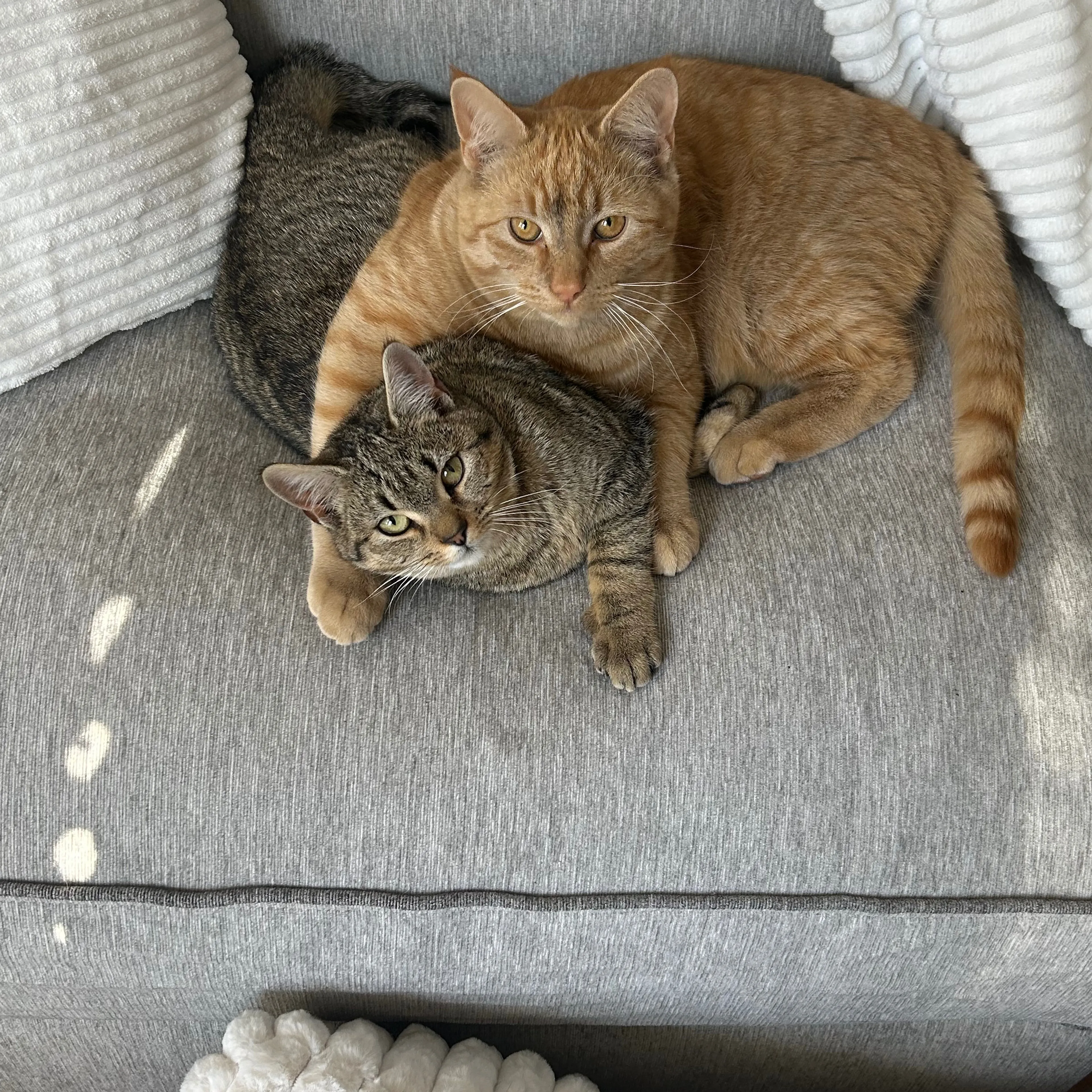 Lost pet-3