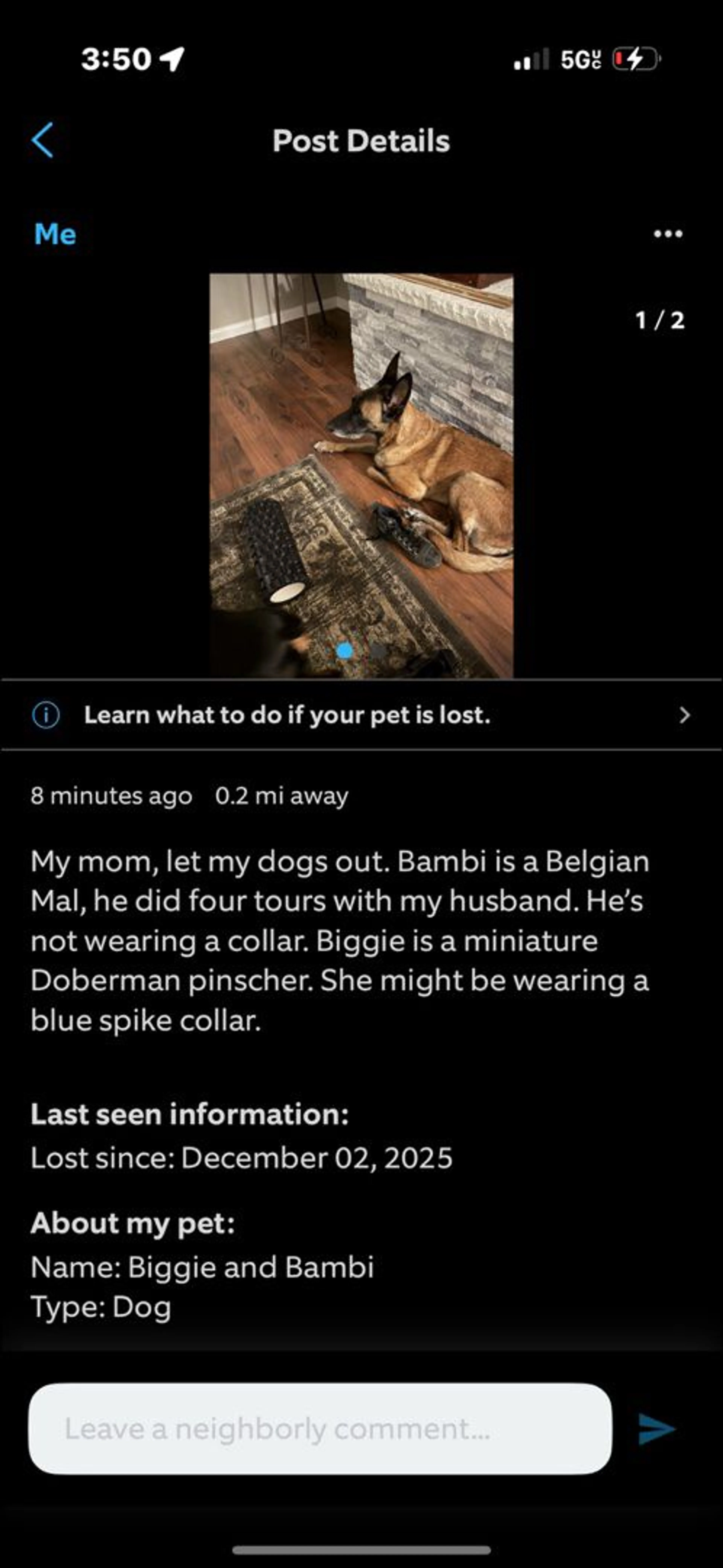 Lost pet