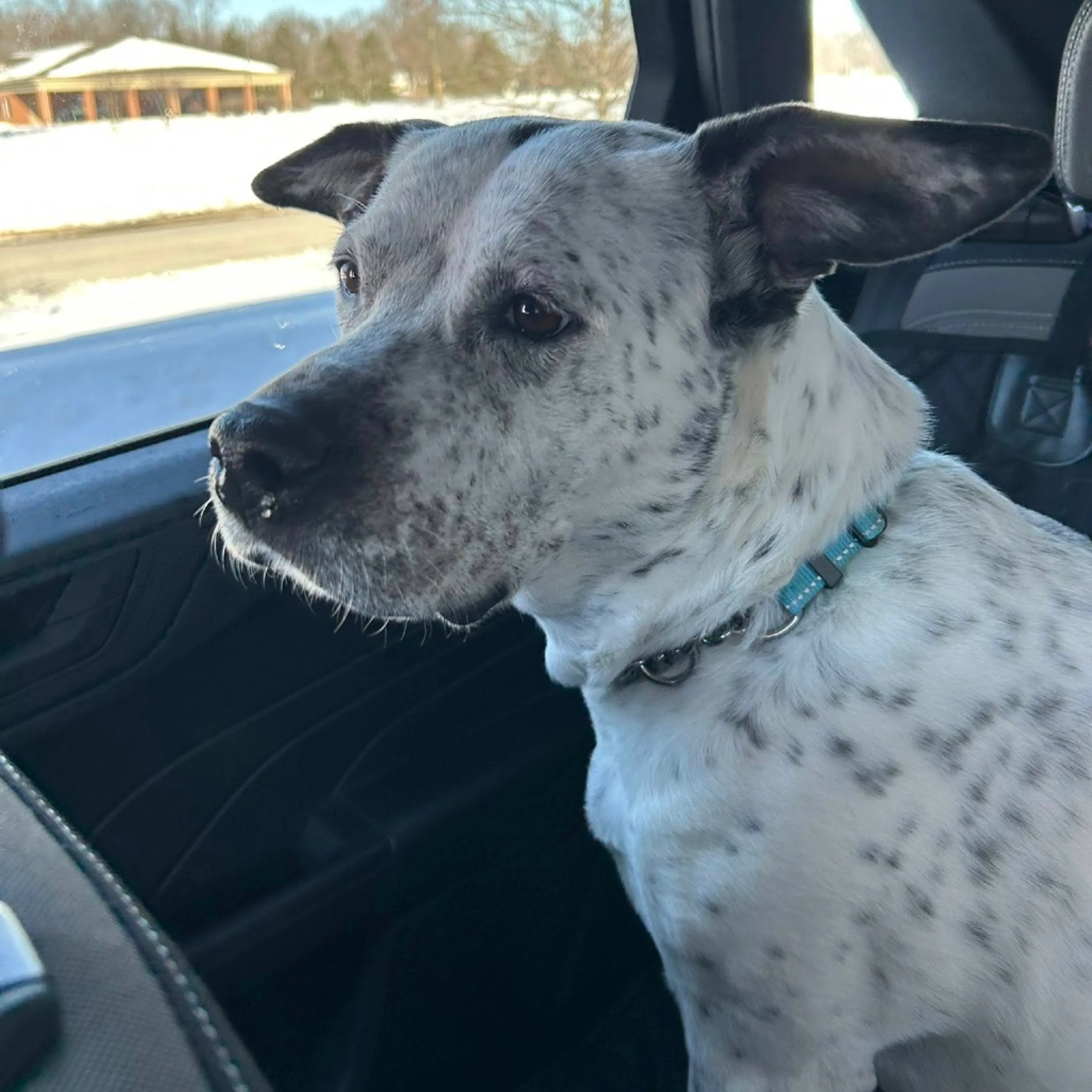 Found pet-3