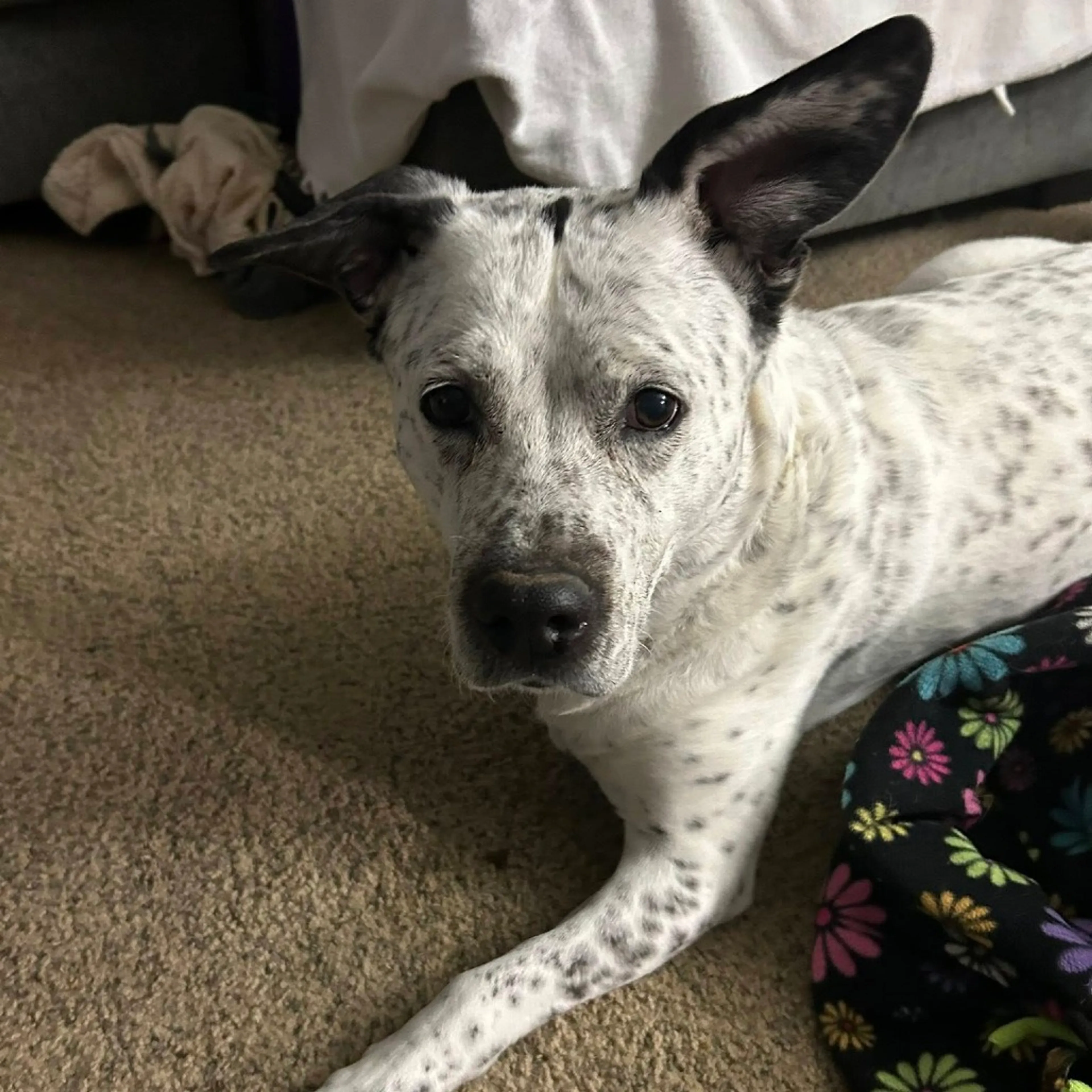 Found pet-4