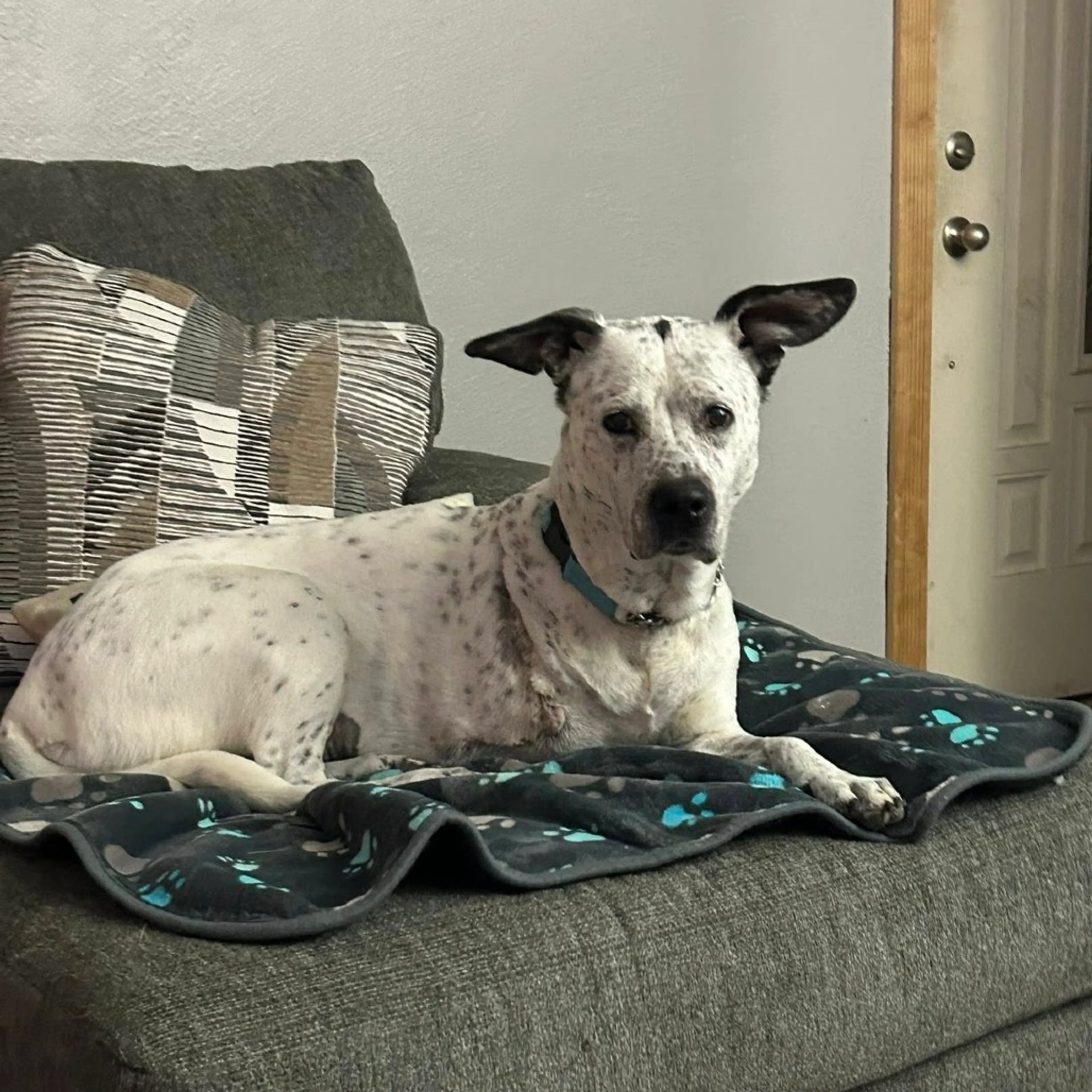Found pet-2