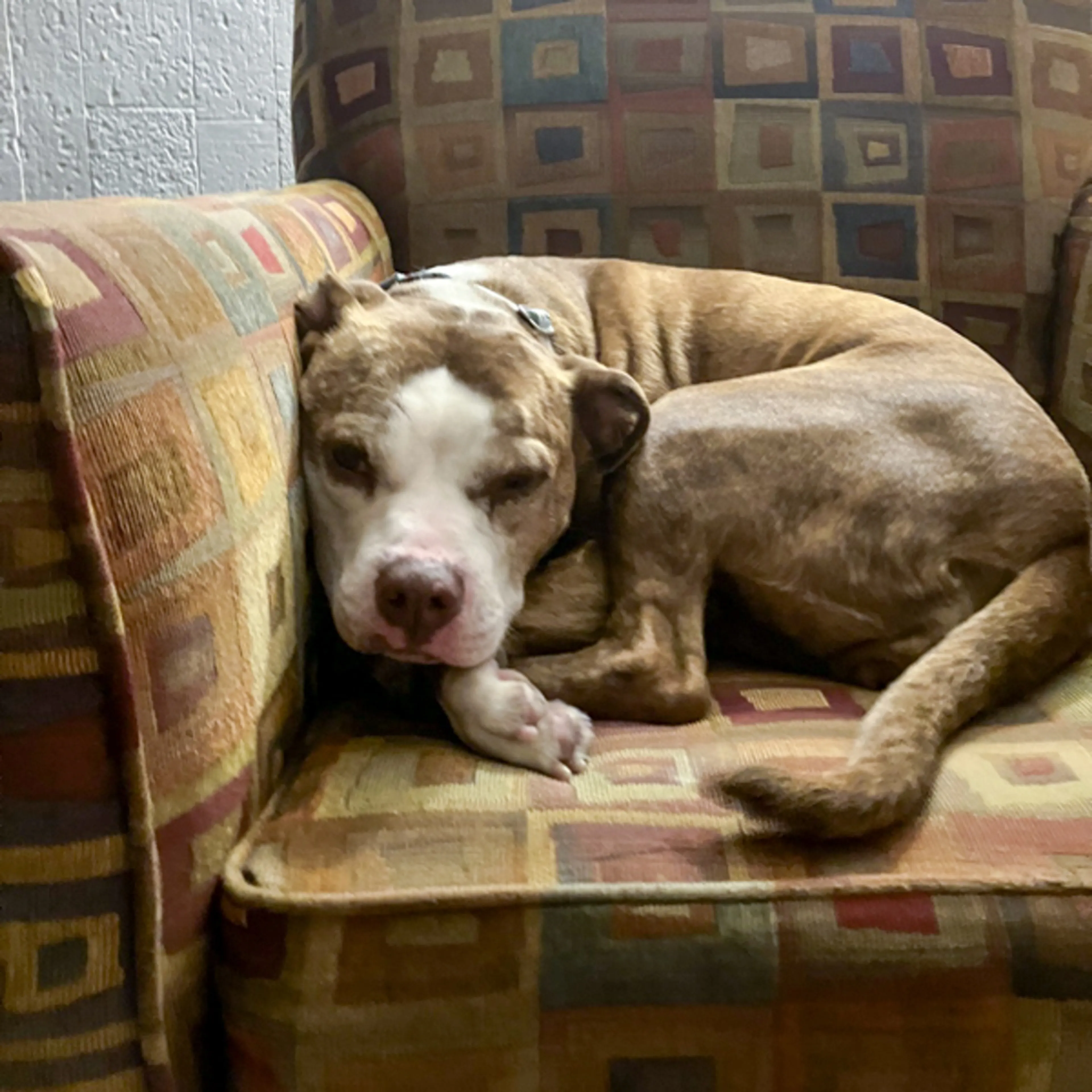 Found pet-5