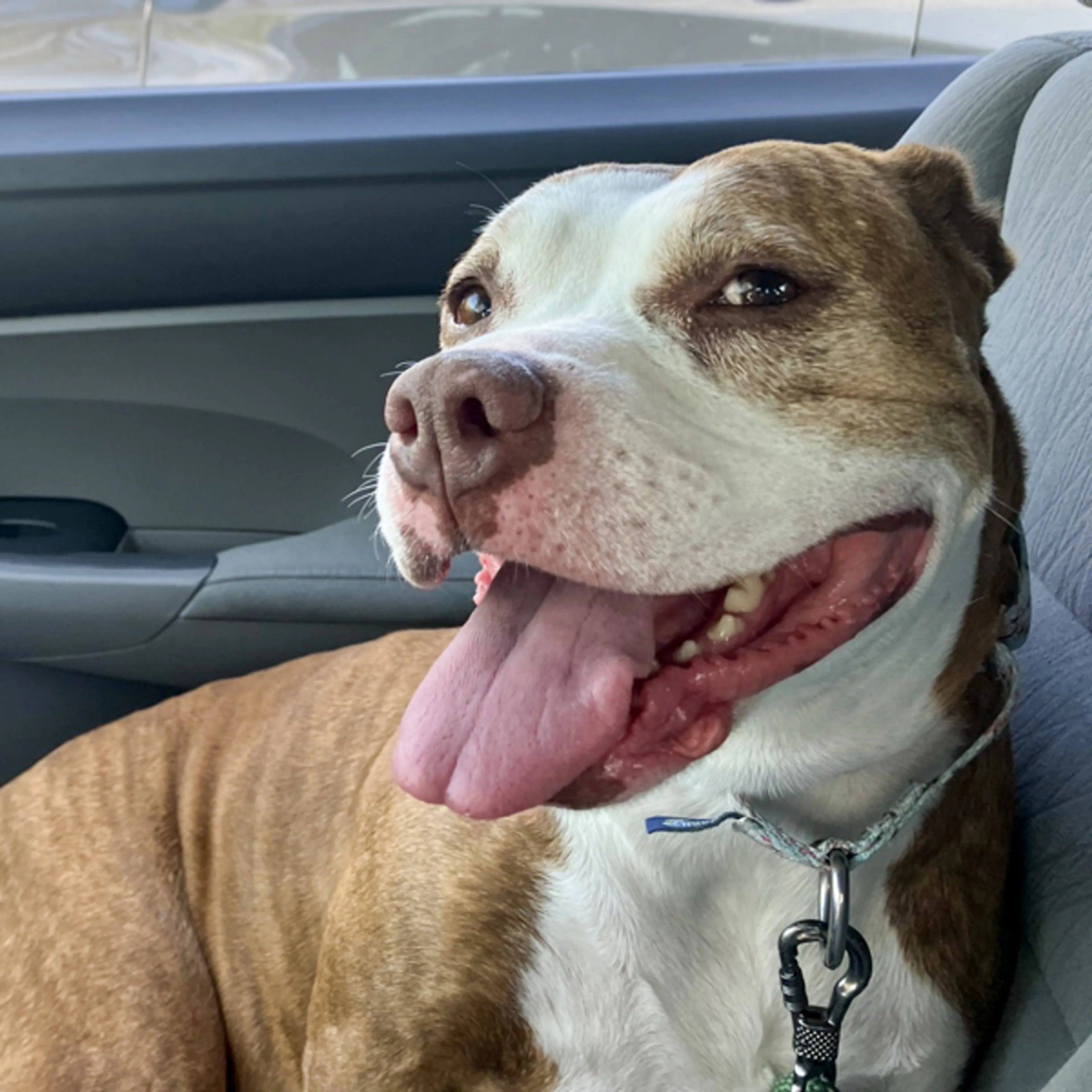 Found pet-6