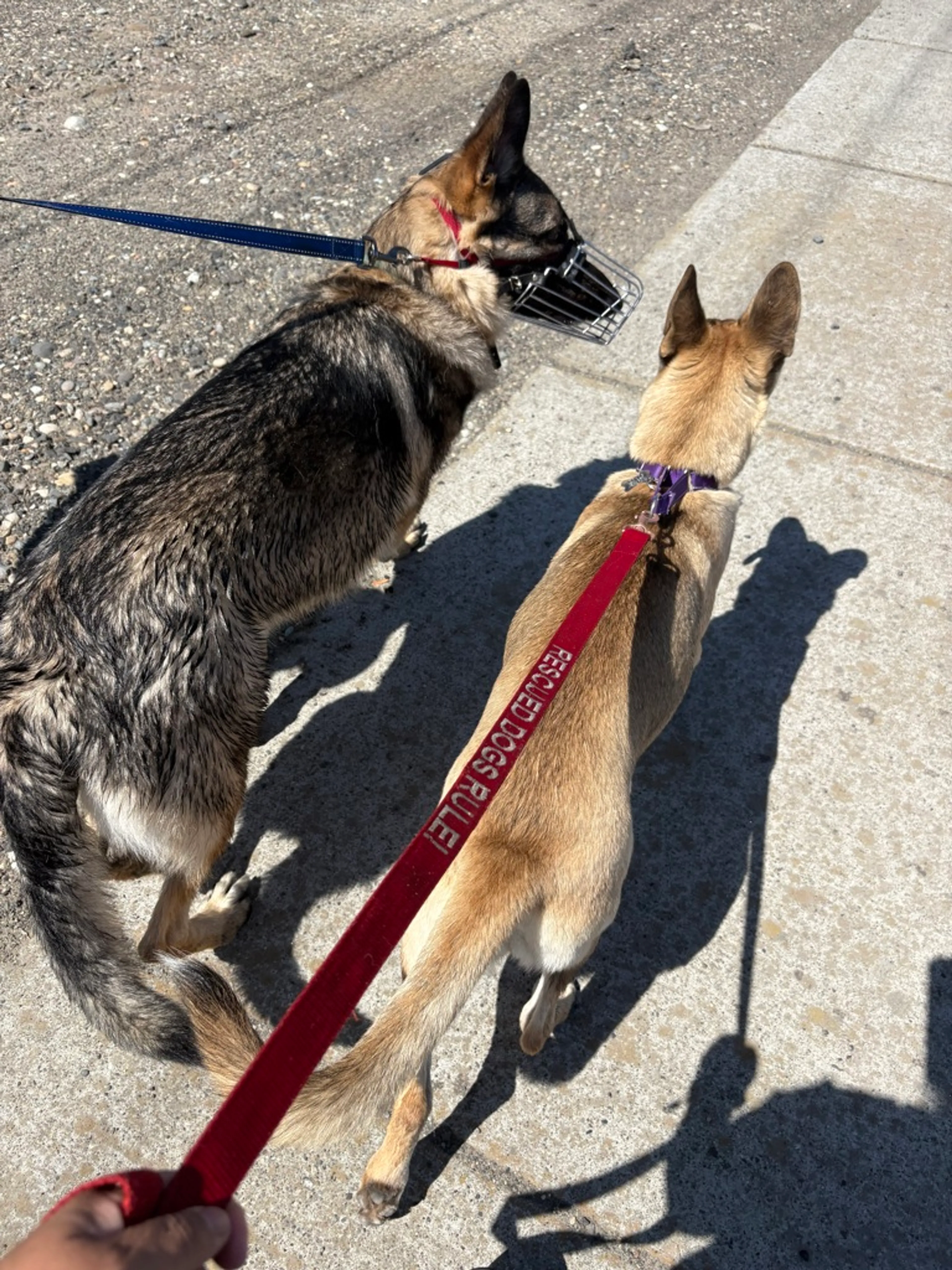Found pet-6